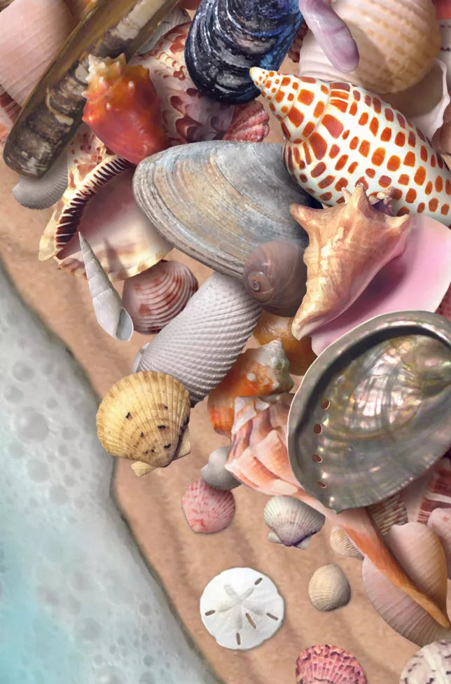 Sea shell motion magnet set with assorted shells, starfish, and a seashell-shaped magnet