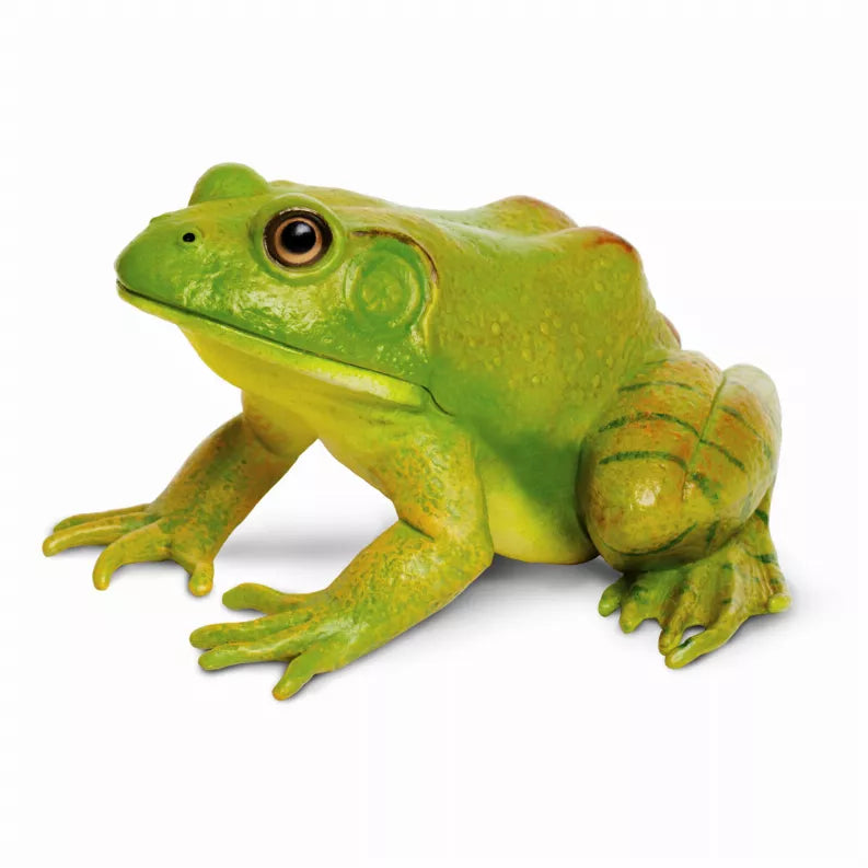 American Bullfrog - 1 - Toys