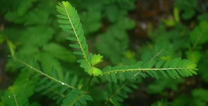 Green fern leaves with soft focus foliage background
