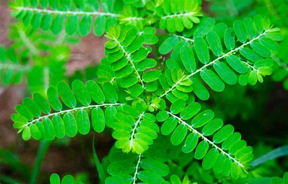 Green leaf sprigs with small oval leaflets