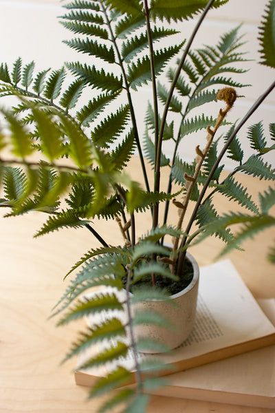 Artificial Fern In A Cement Pot - Green / 1 - Garden