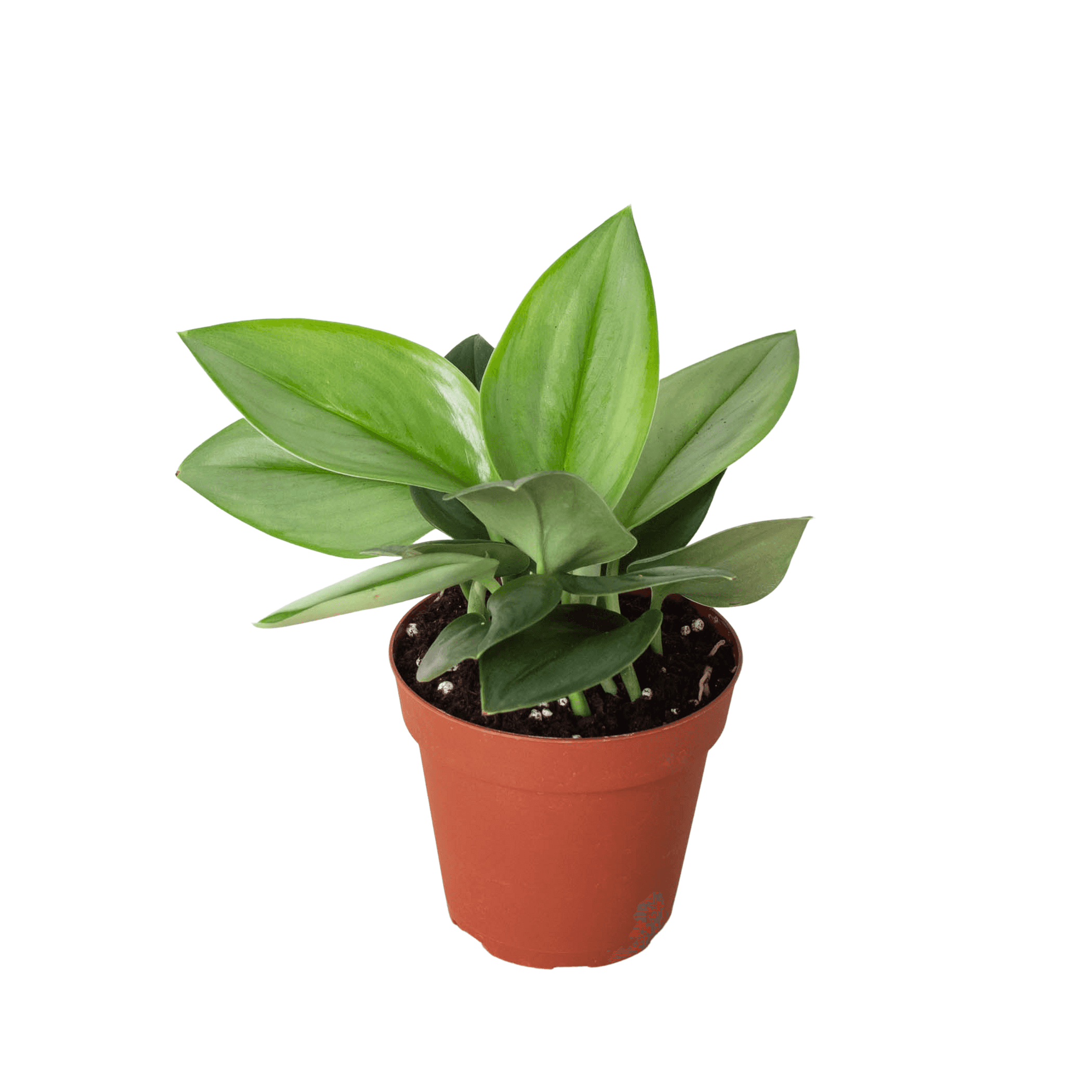 Scindapsus 'Moonlight' plant in terracotta 4-inch pot, green leaves