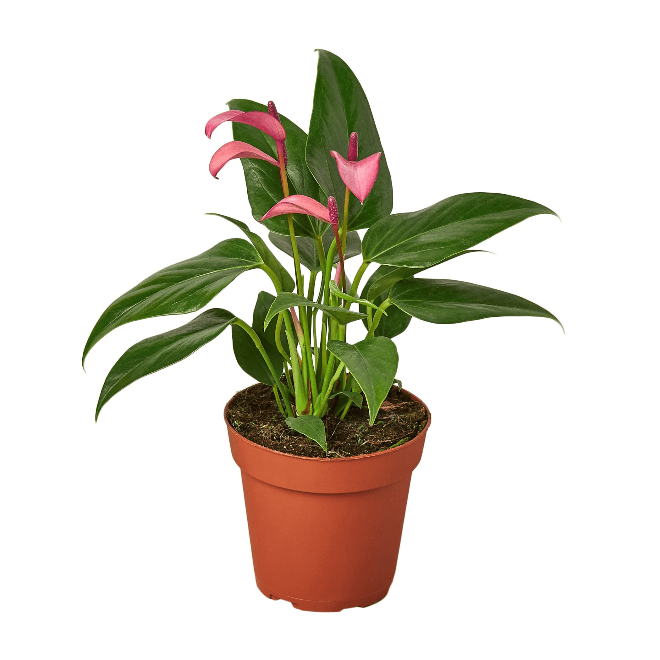 Anthurium plant in terracotta pot with glossy green leaves and pink spathes