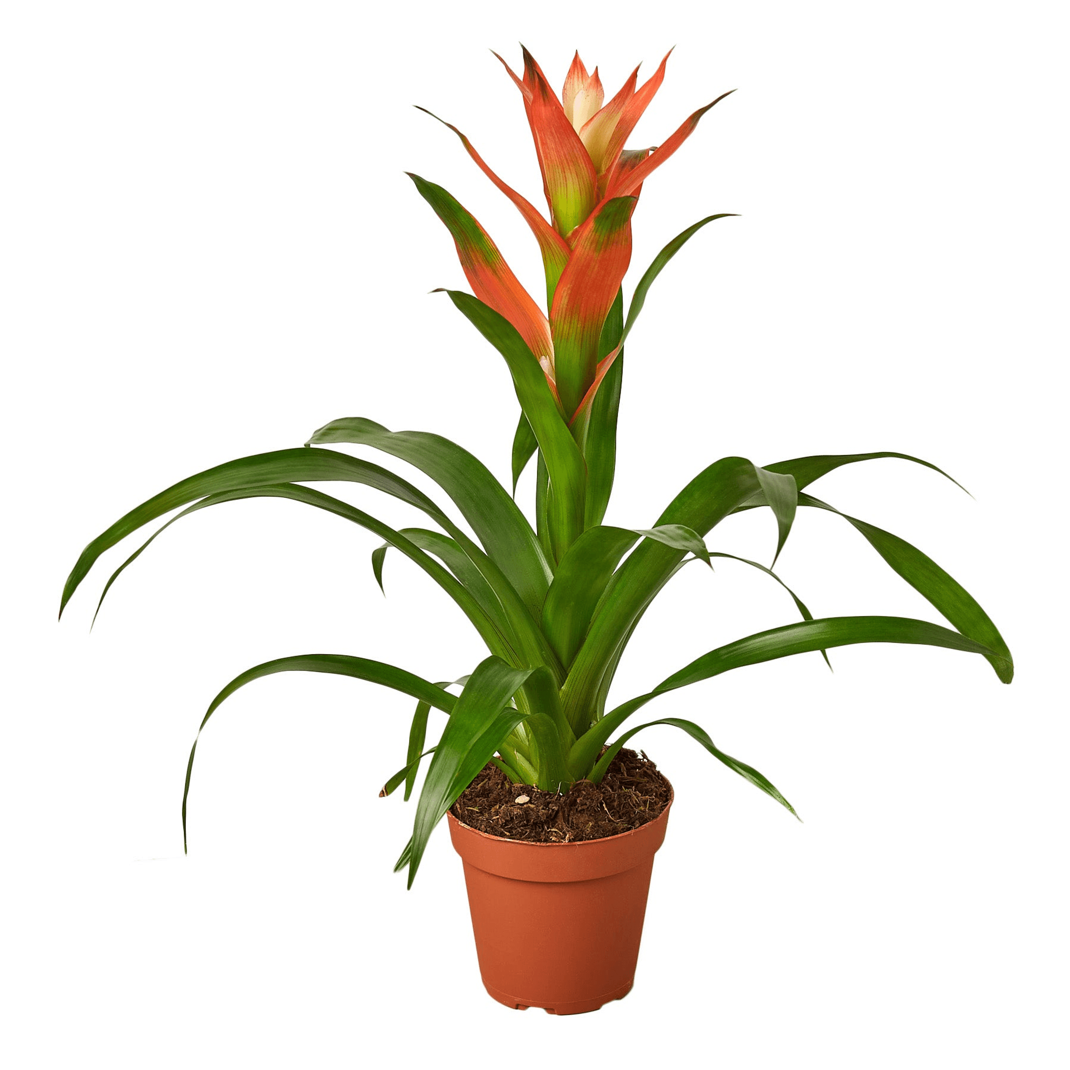 Guzmania bromeliad 'Rose' in terracotta pot with orange and yellow flowers