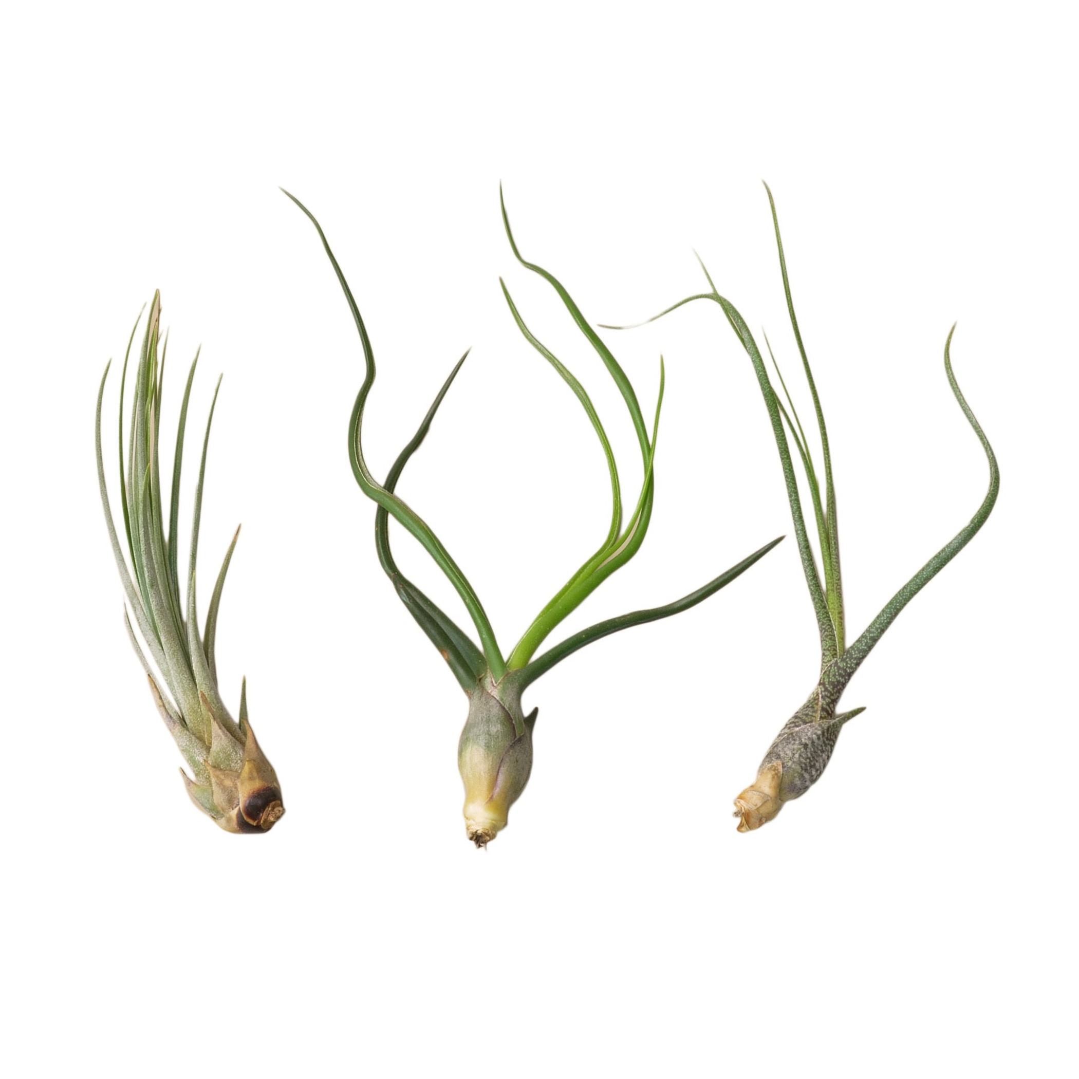 3 Large Tillandsia Air Plant Variety Pack - Garden | 15-Days, Home & Garden, Plants