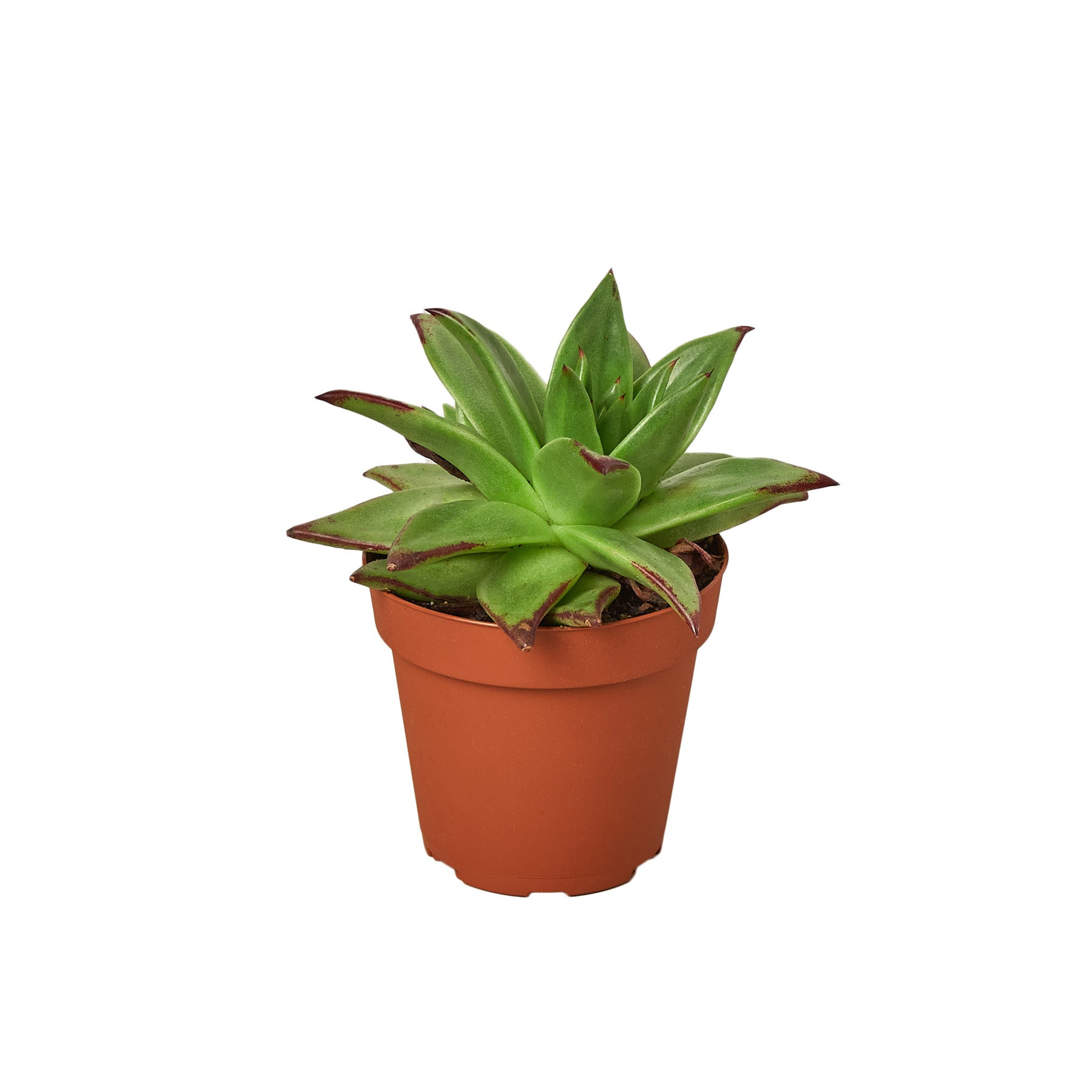 Echeveria succulent in terracotta pot, spiky green rosette leaves