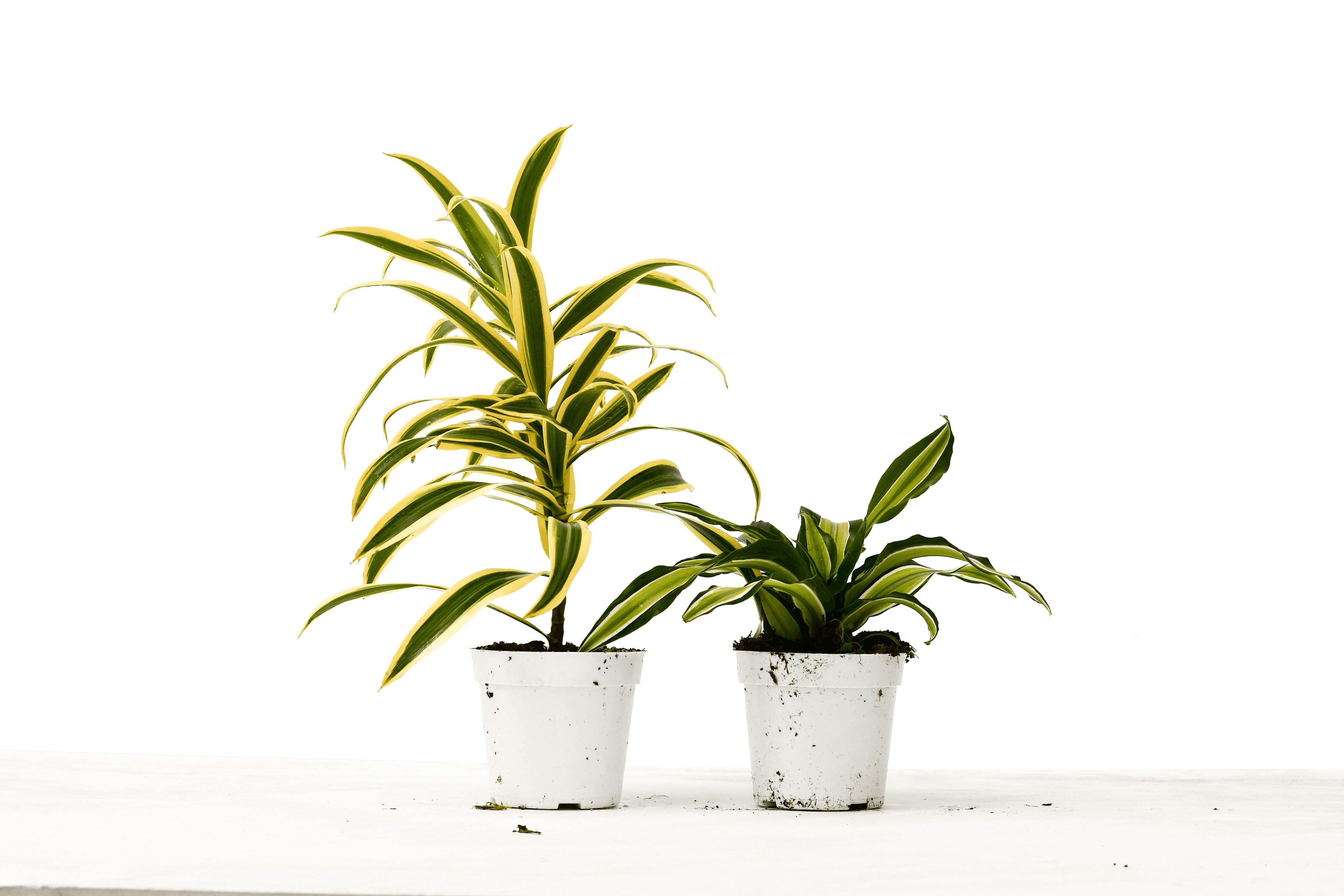 Two small Dracaena plants in white 4-inch pots with green variegated leaves
