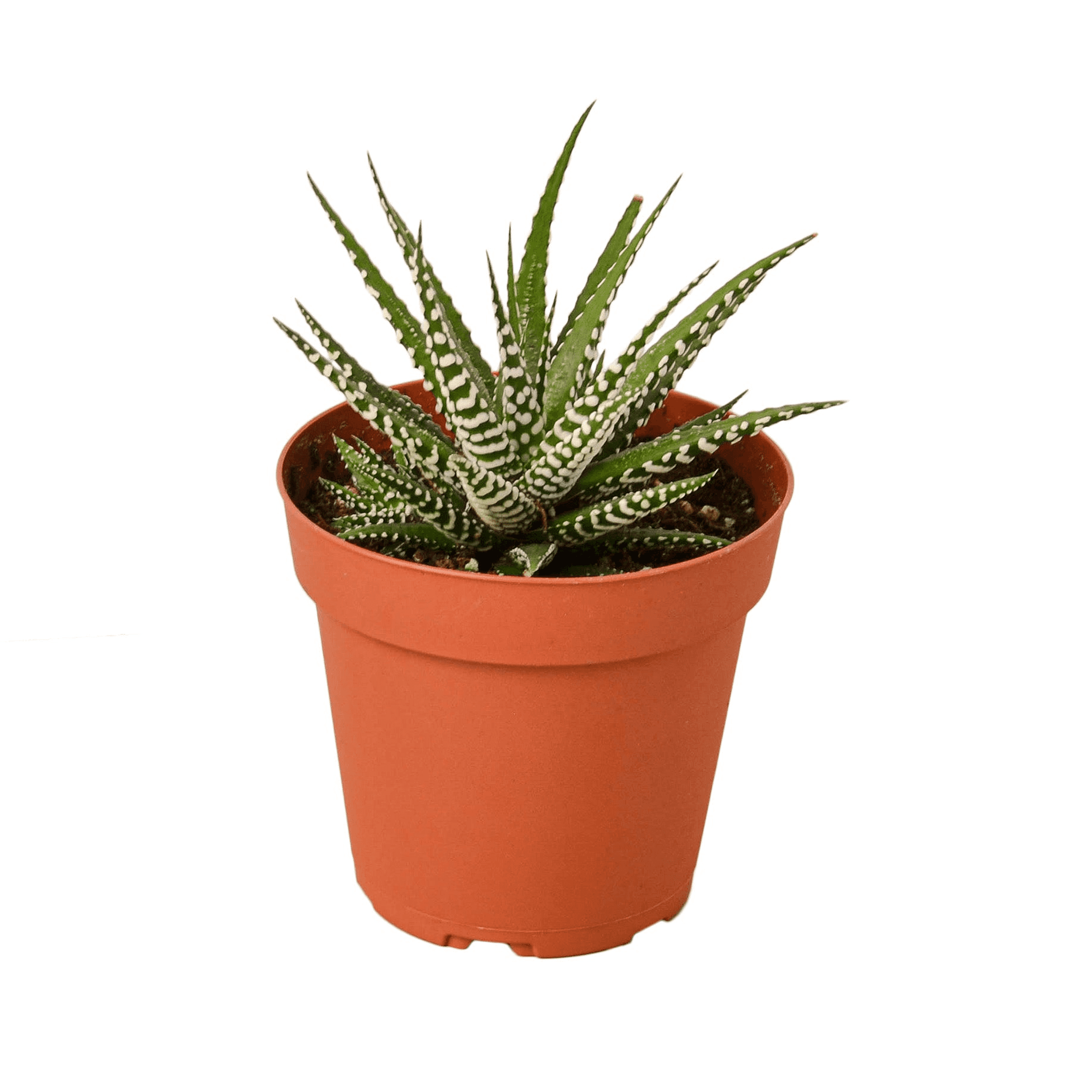 Zebra succulent plant in a terracotta clay pot, spiky striped leaves