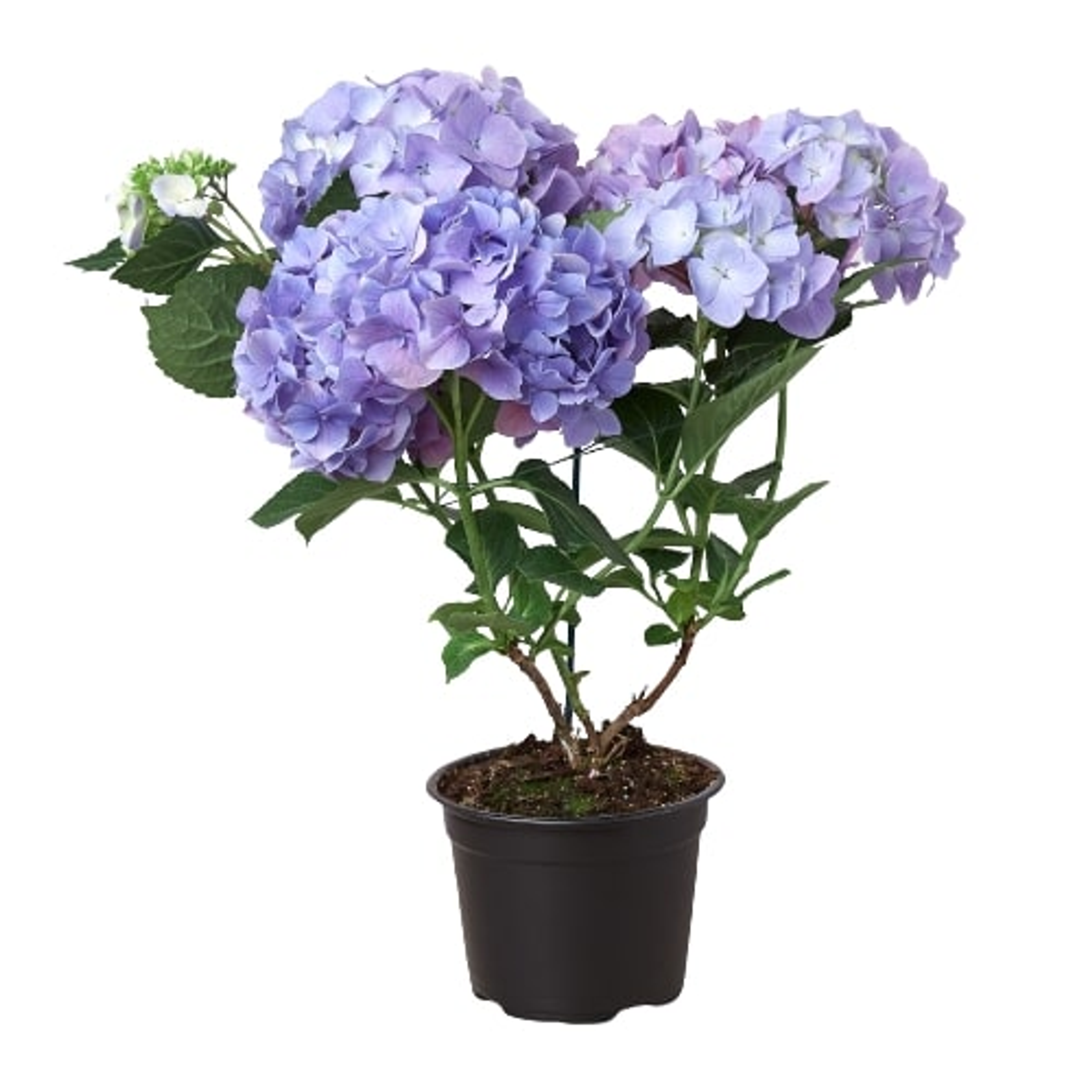 Blue Hydrangea - 6" Pot - Garden