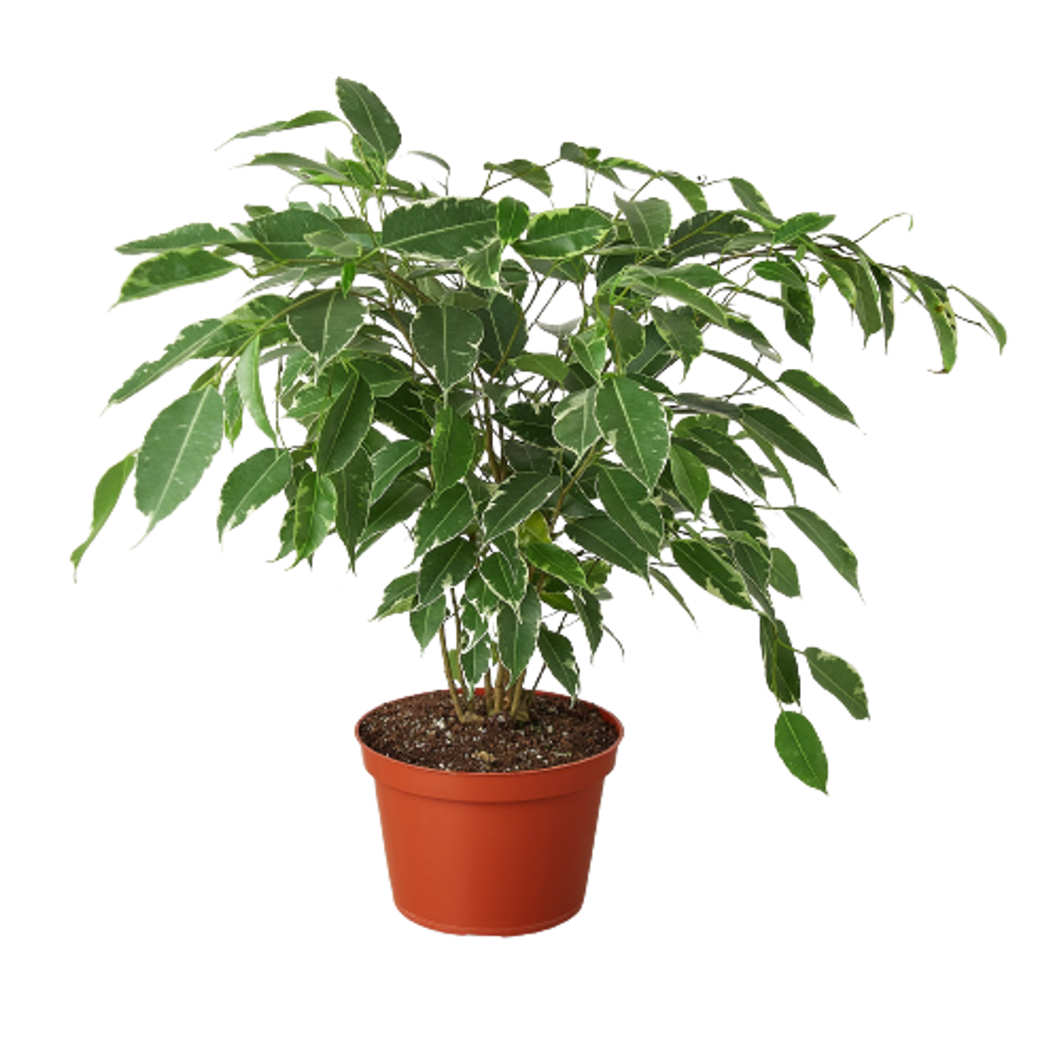 Ficus 'Breeze' - 6" Pot - 1 - Garden