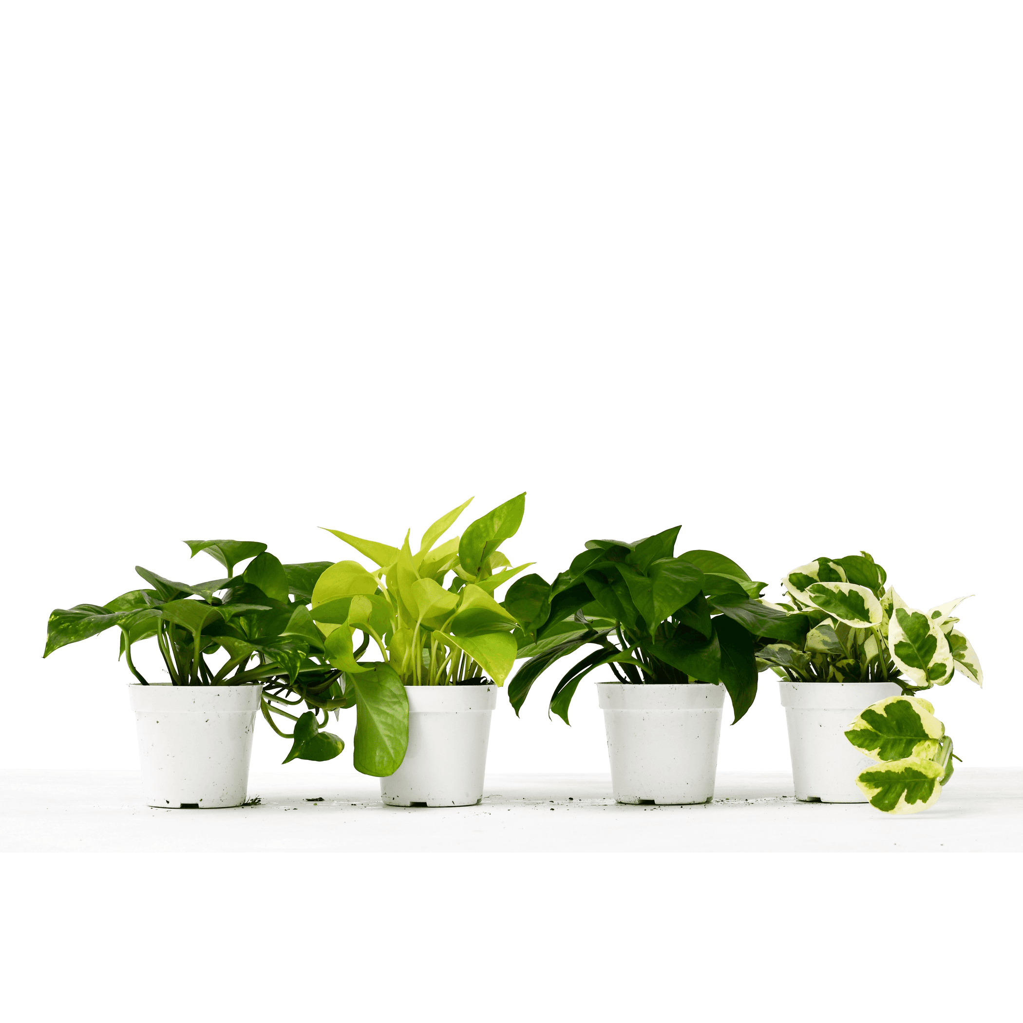Four live pothos plants in white 4-inch pots with green trailing leaves