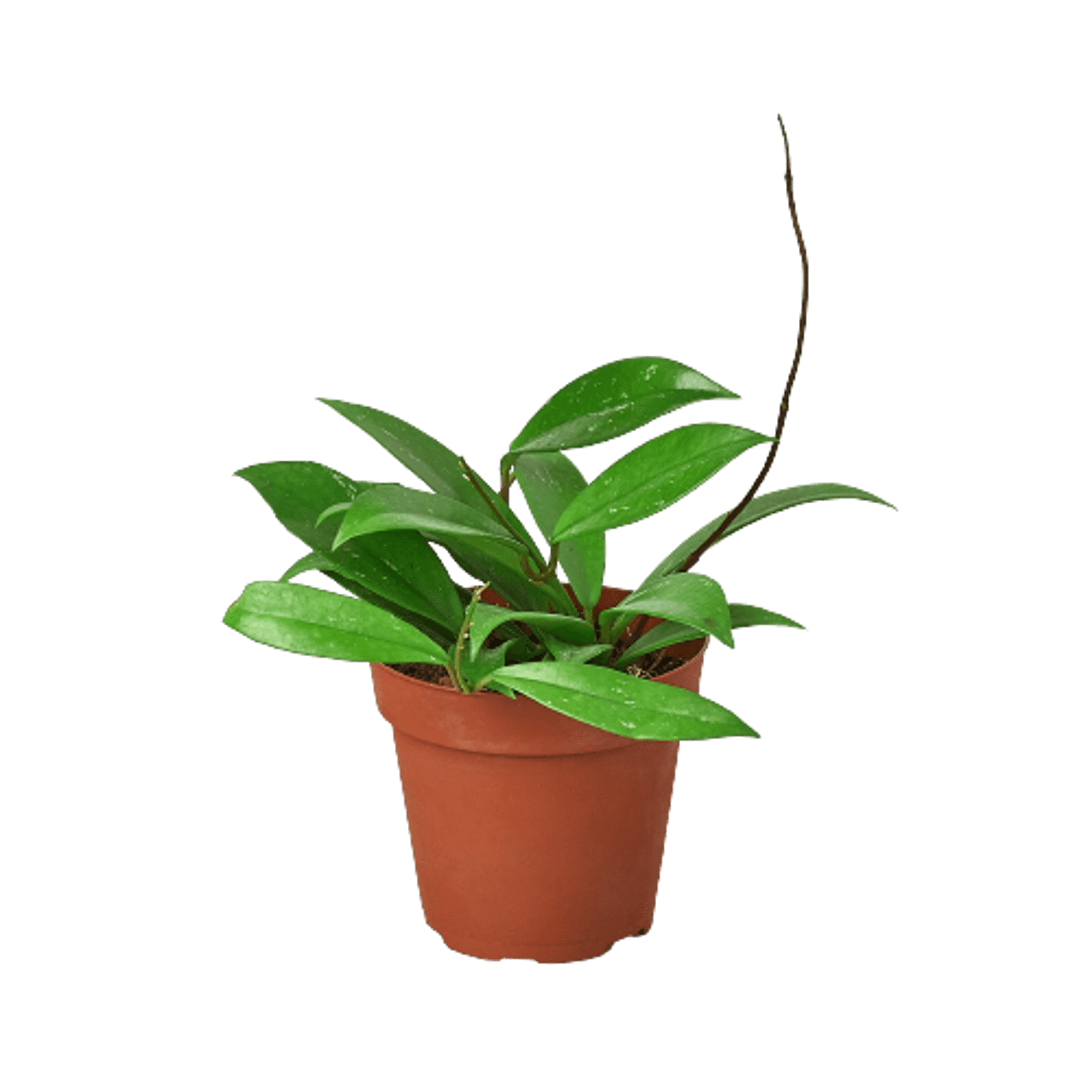 Hoya plant in terracotta pot with glossy green leaves