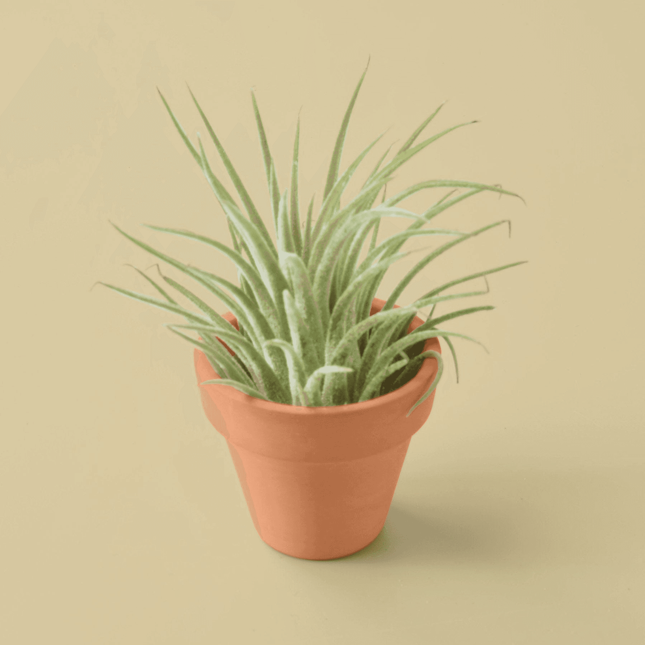 Ionantha Guatemala air plant (Tillandsia) in terracotta pot with spiky green leaves