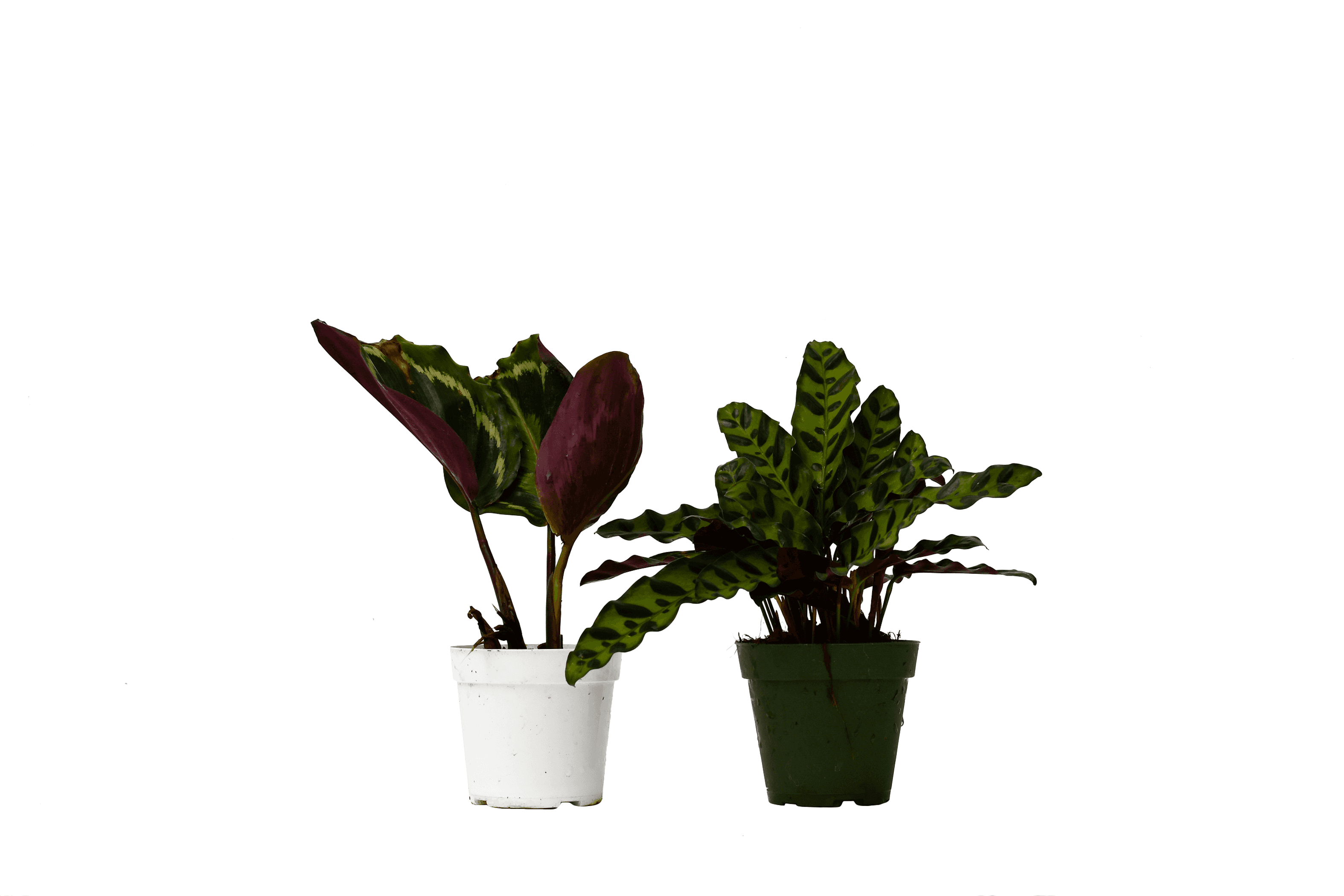 Two Calathea plants in small 4-inch pots, one dark maroon and one green striped