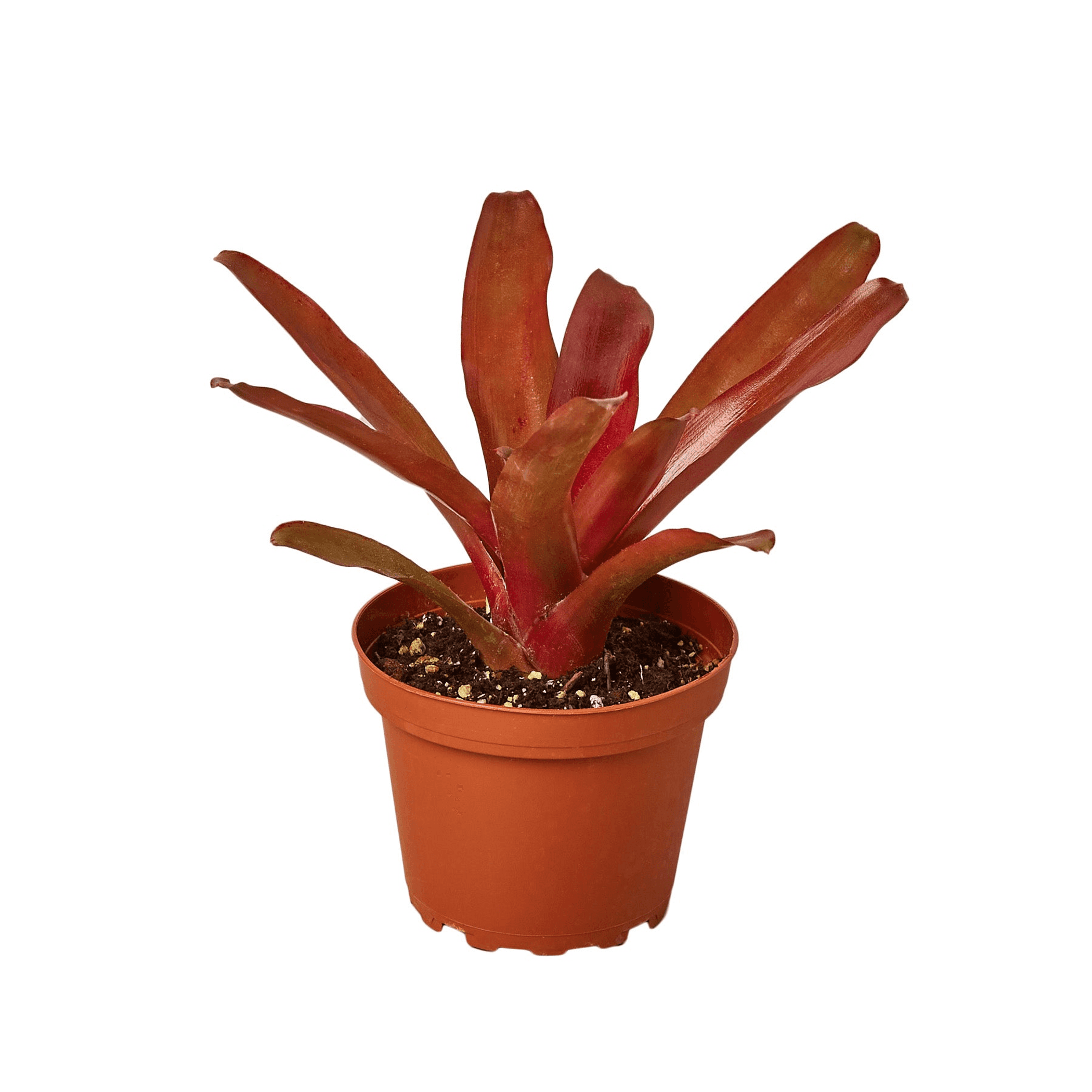 Bromeliad 'Fireball' in terracotta pot, upright red-orange strap leaves
