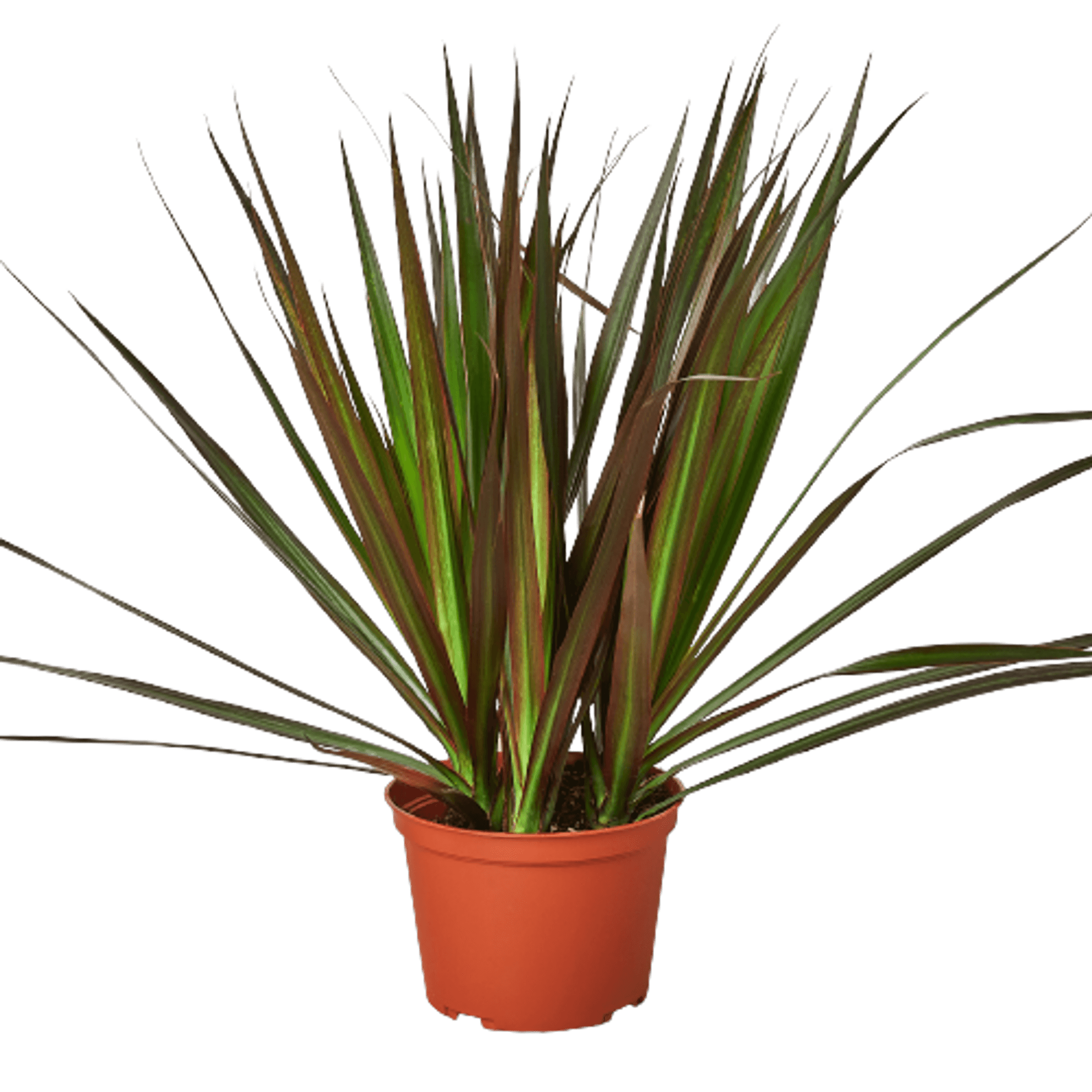 Dracaena Marginata plant in terracotta pot with narrow magenta-edged leaves
