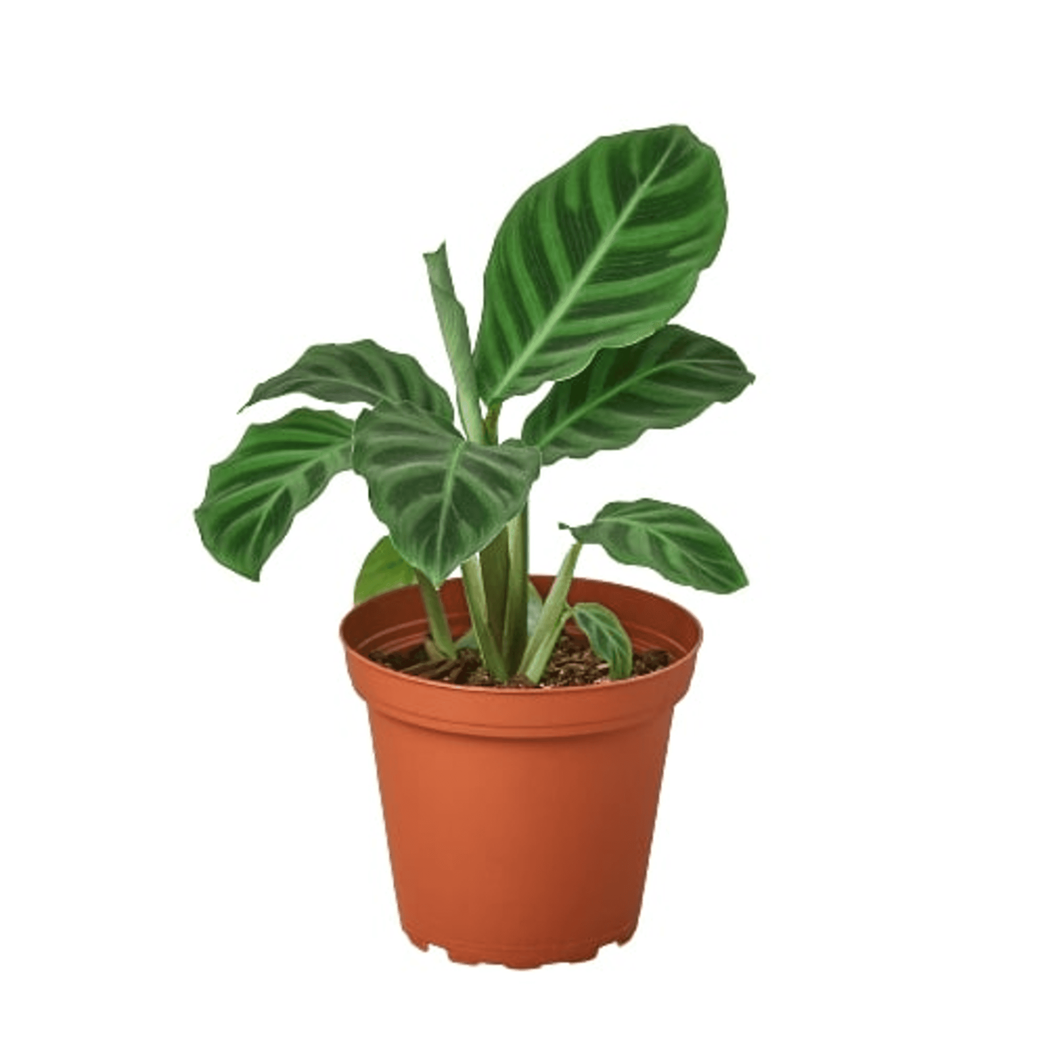 Calathea 'Zebrina' plant in 4-inch terracotta pot with green striped leaves