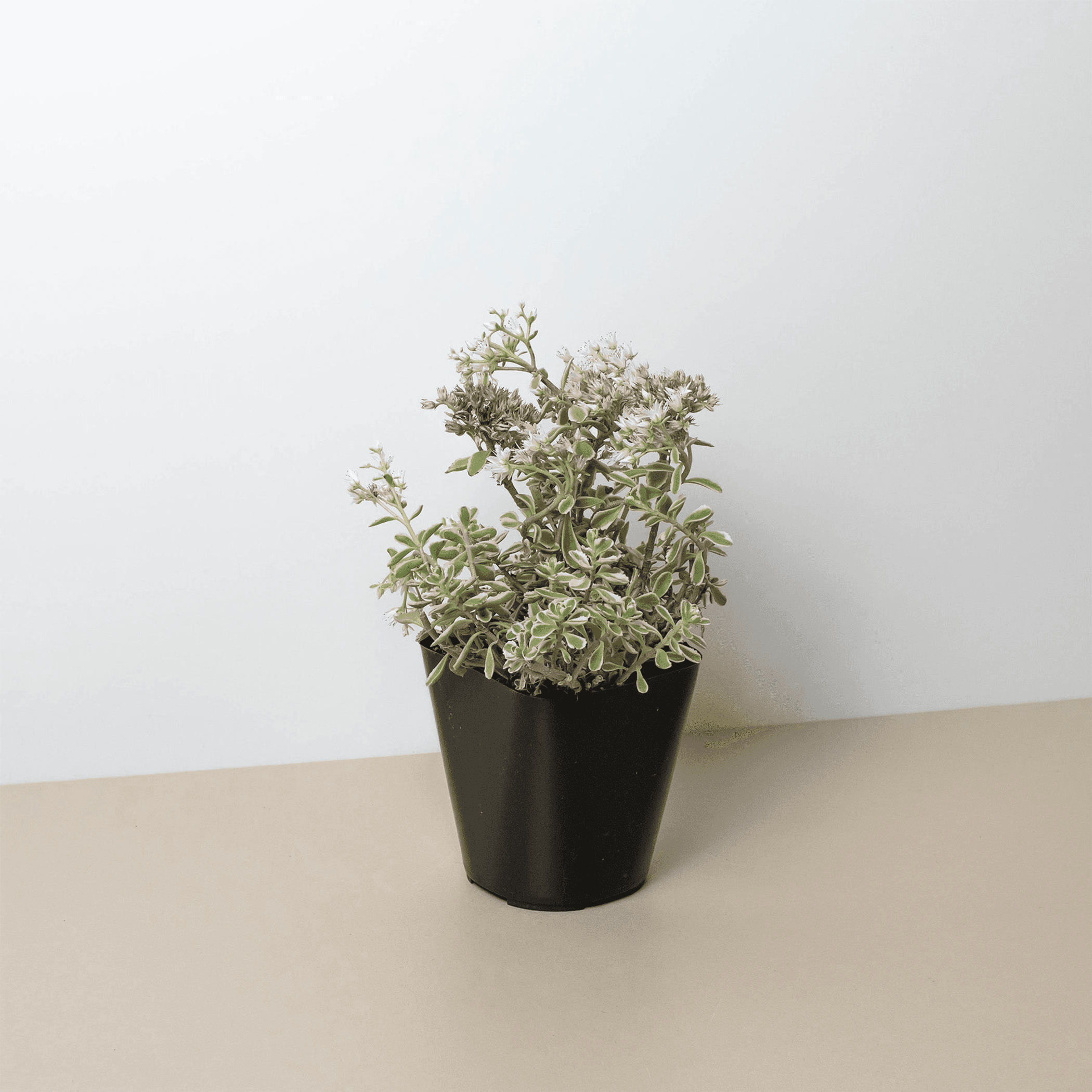Sedum tricolor succulent in black plastic pot, green and pink variegated leaves