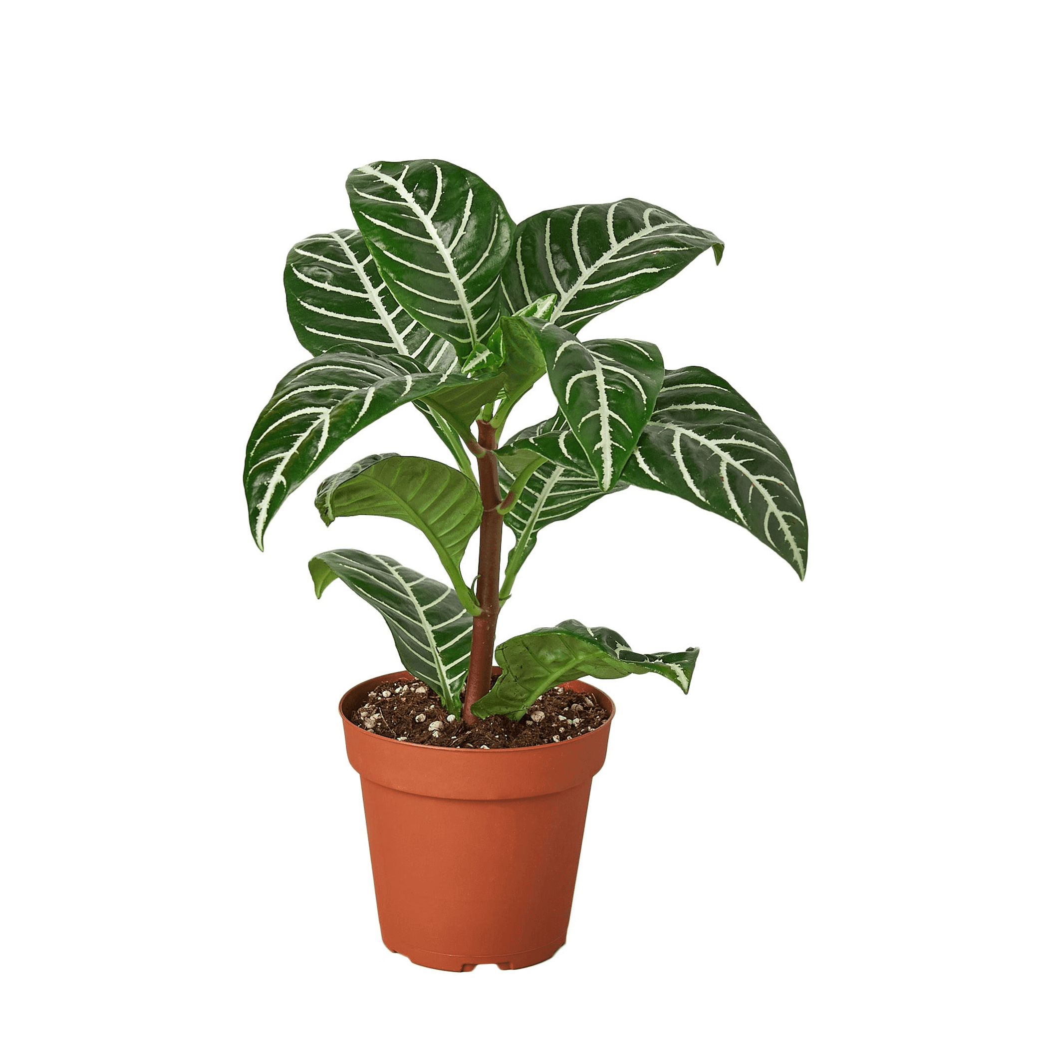 Potted zebra plant with dark green leaves and white vein stripes in a terracotta pot