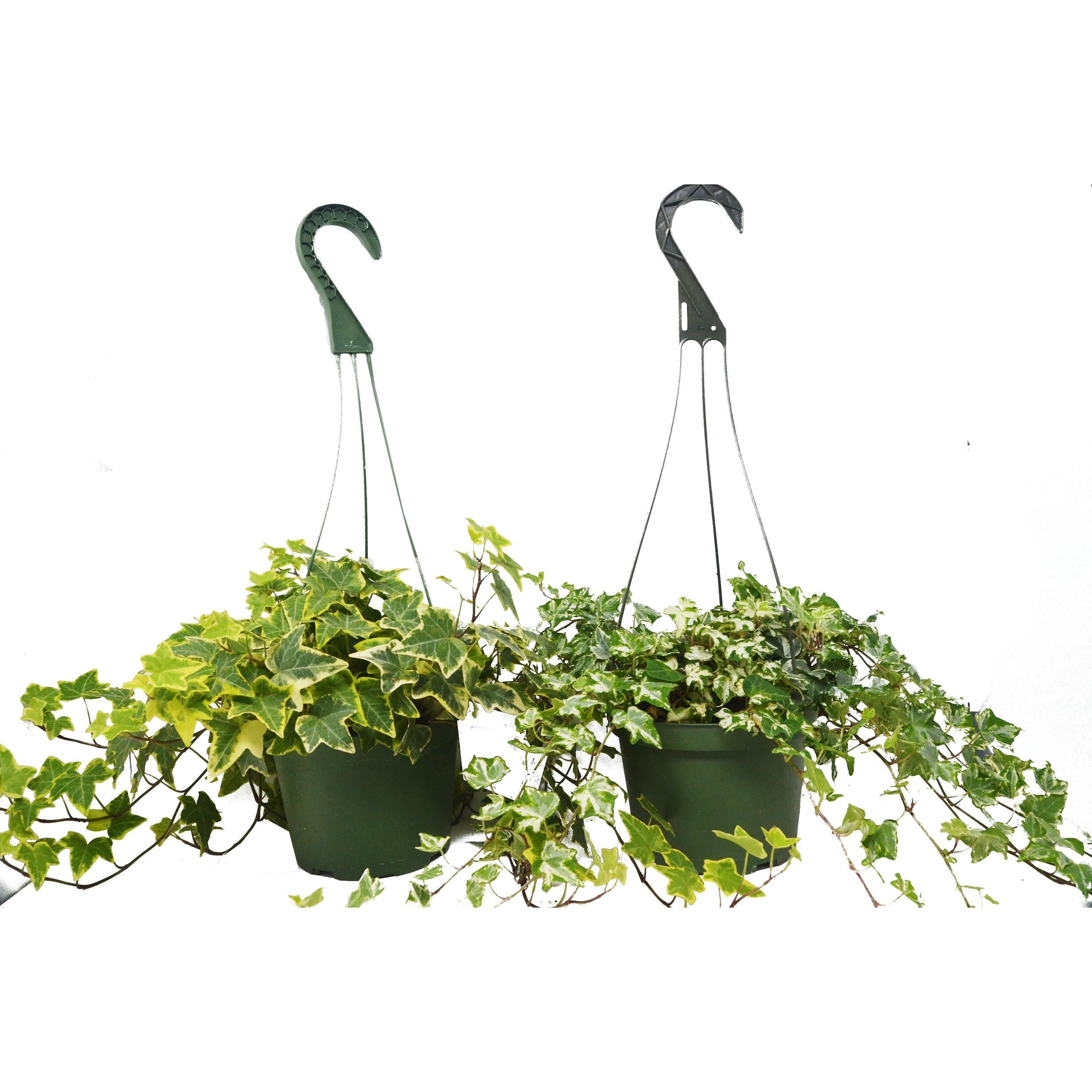 2 English Ivy Variety Pack - FREE Care Guide - 6" Hanging Pot - Garden | 15-Days, Home & Garden, Plants