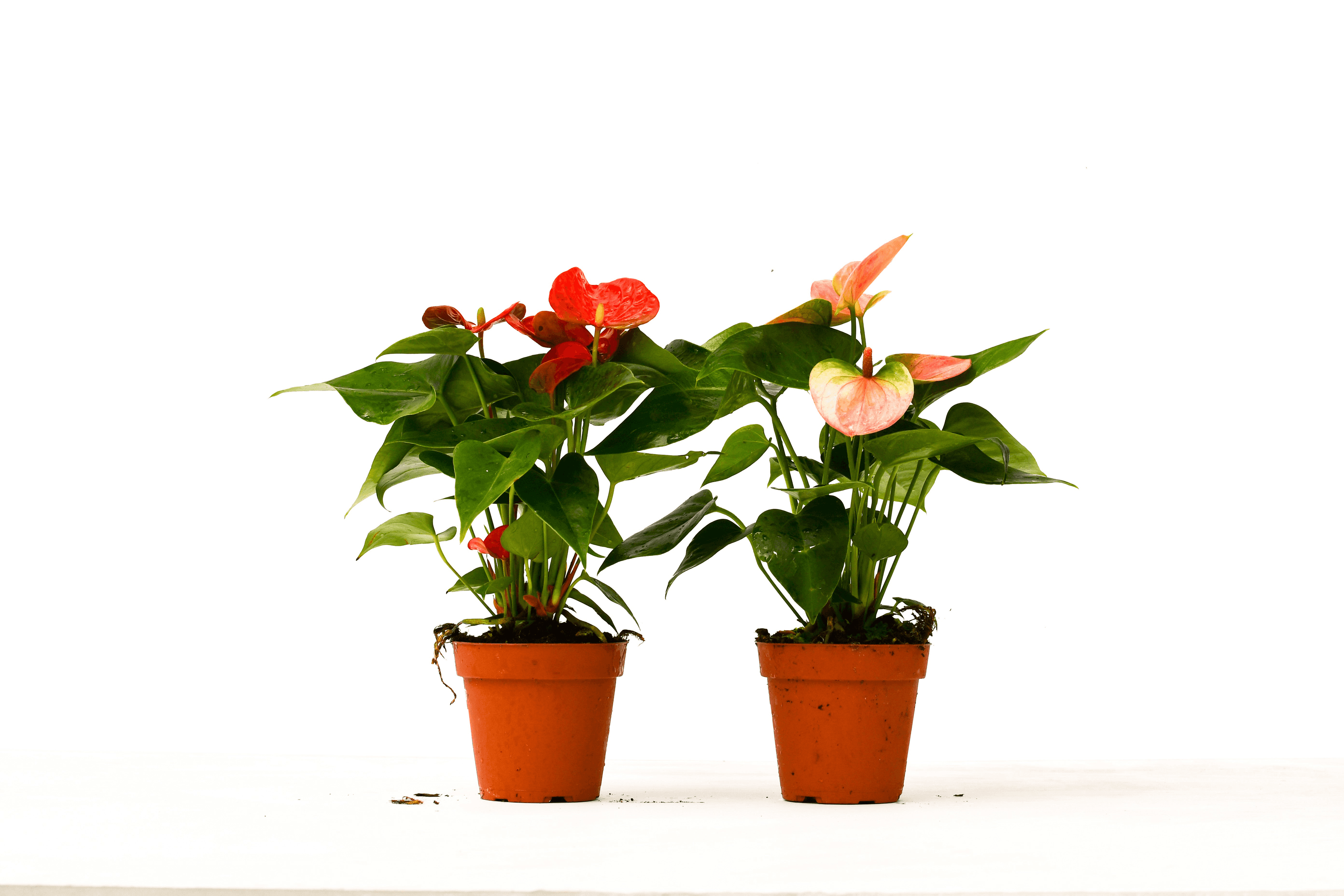 Two anthurium plants in small terracotta pots with red and pink flowers