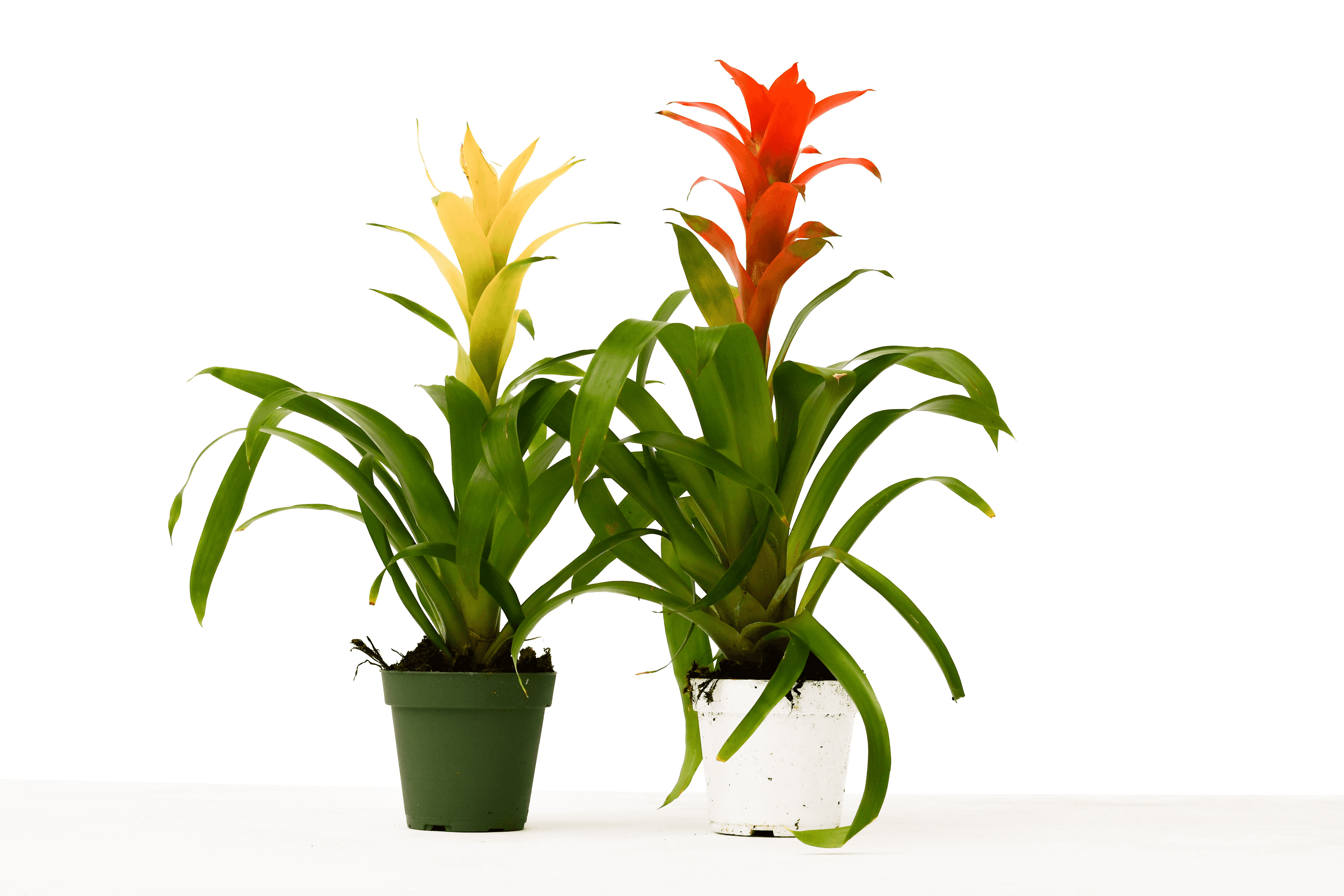 Two Guzmania bromeliad plants in 4 in pots, yellow and orange-red blooms.