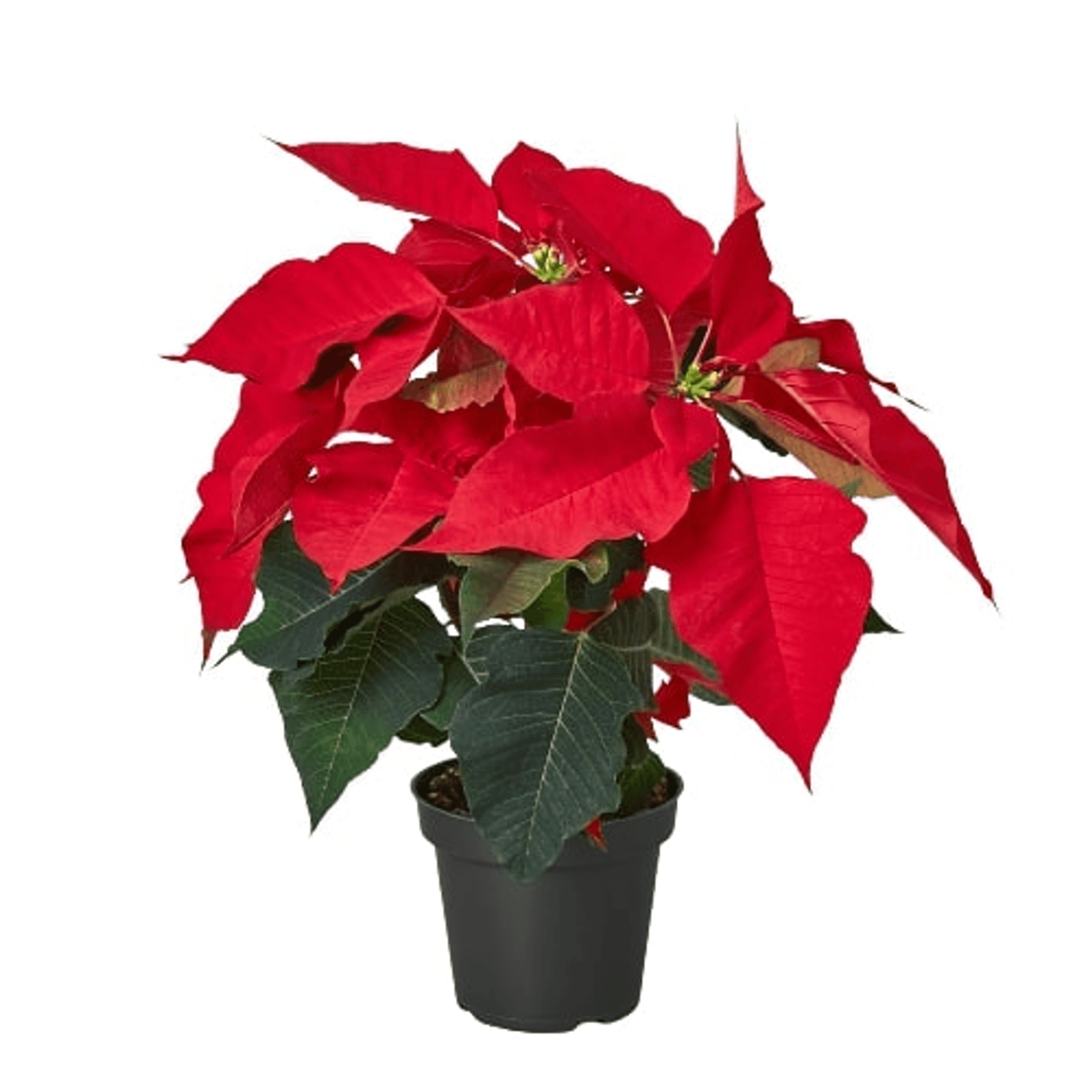 Red poinsettia in dark pot with layered red leaves and green bracts