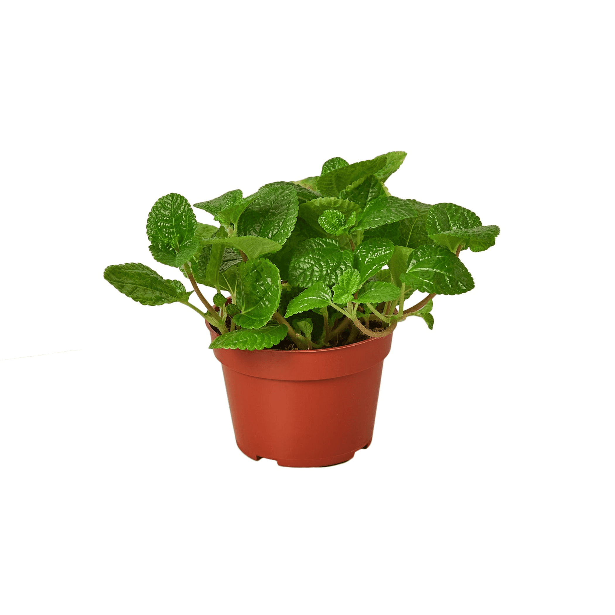 Creeping Charlie Pilea plant in a terracotta-colored plastic pot with leafy green foliage