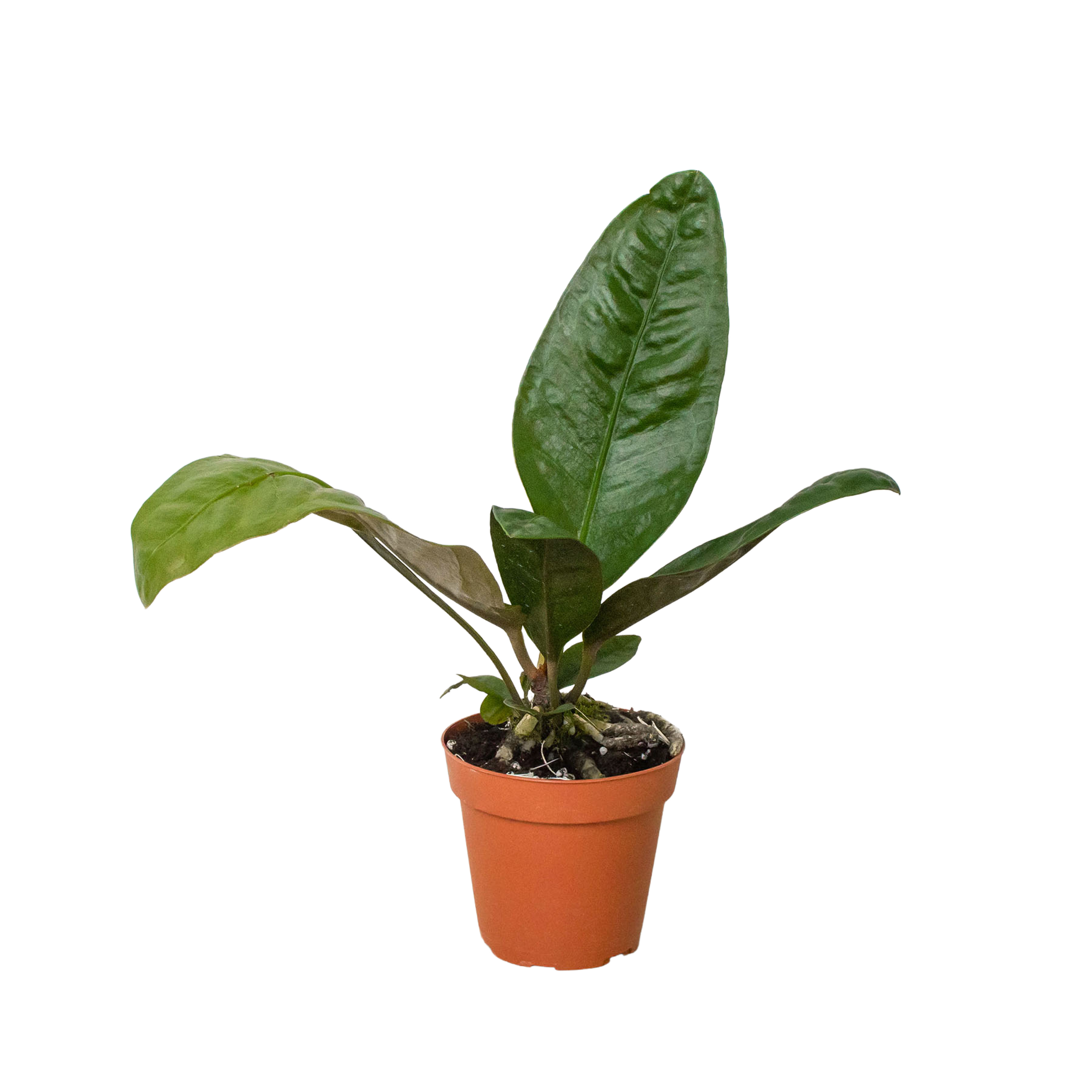 Anthurium 'Superbum' - Garden