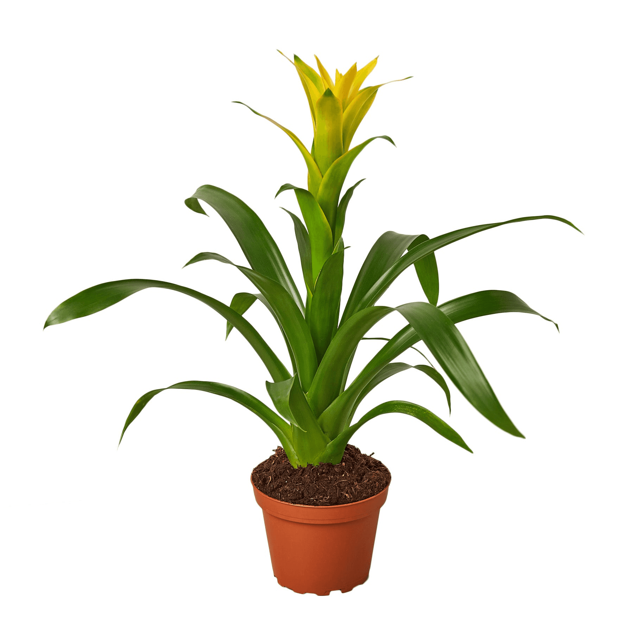 Guzmania bromeliad in terracotta pot with tall green leaves and a yellow flower