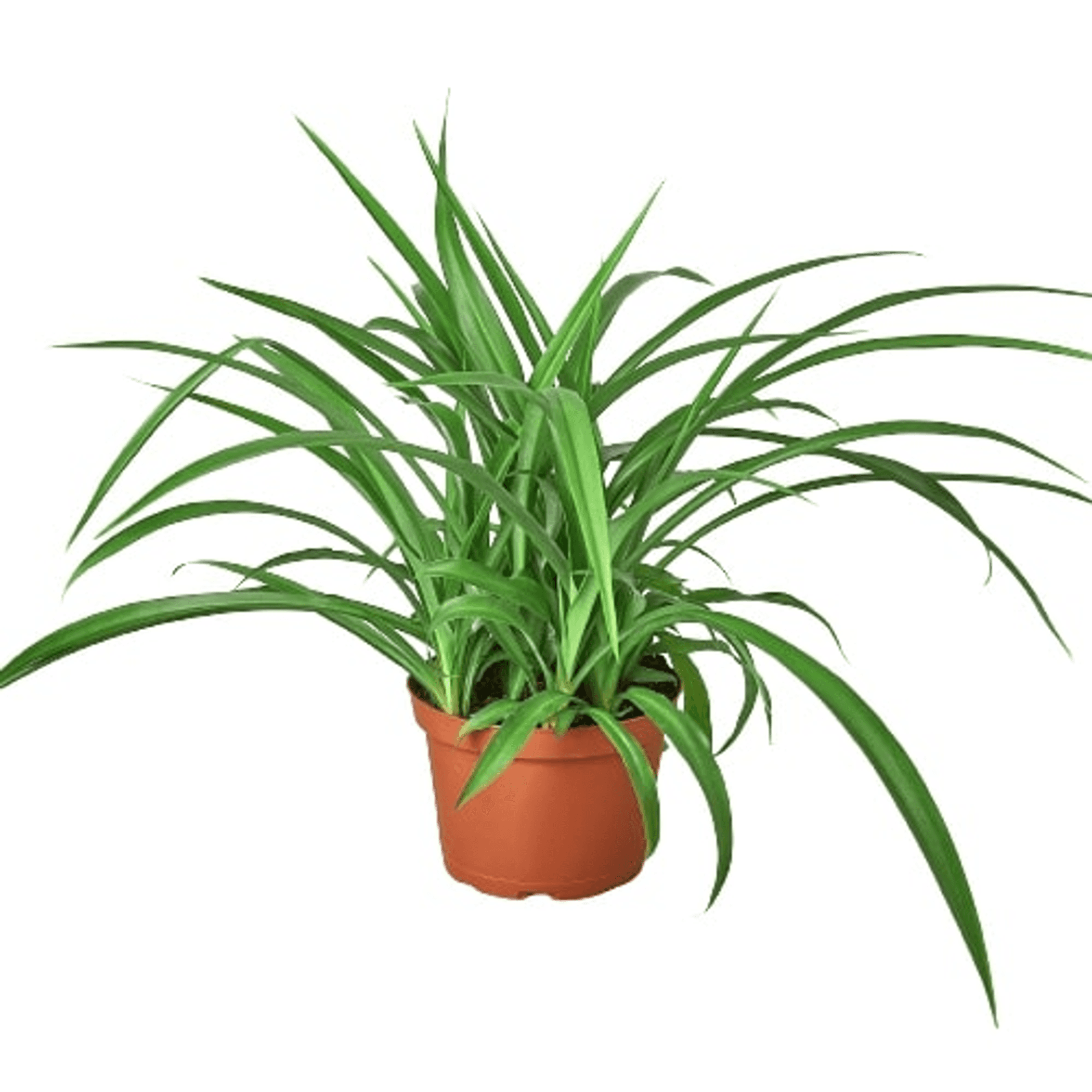 Spider plant 'Green' in terracotta pot, long arching green leaves