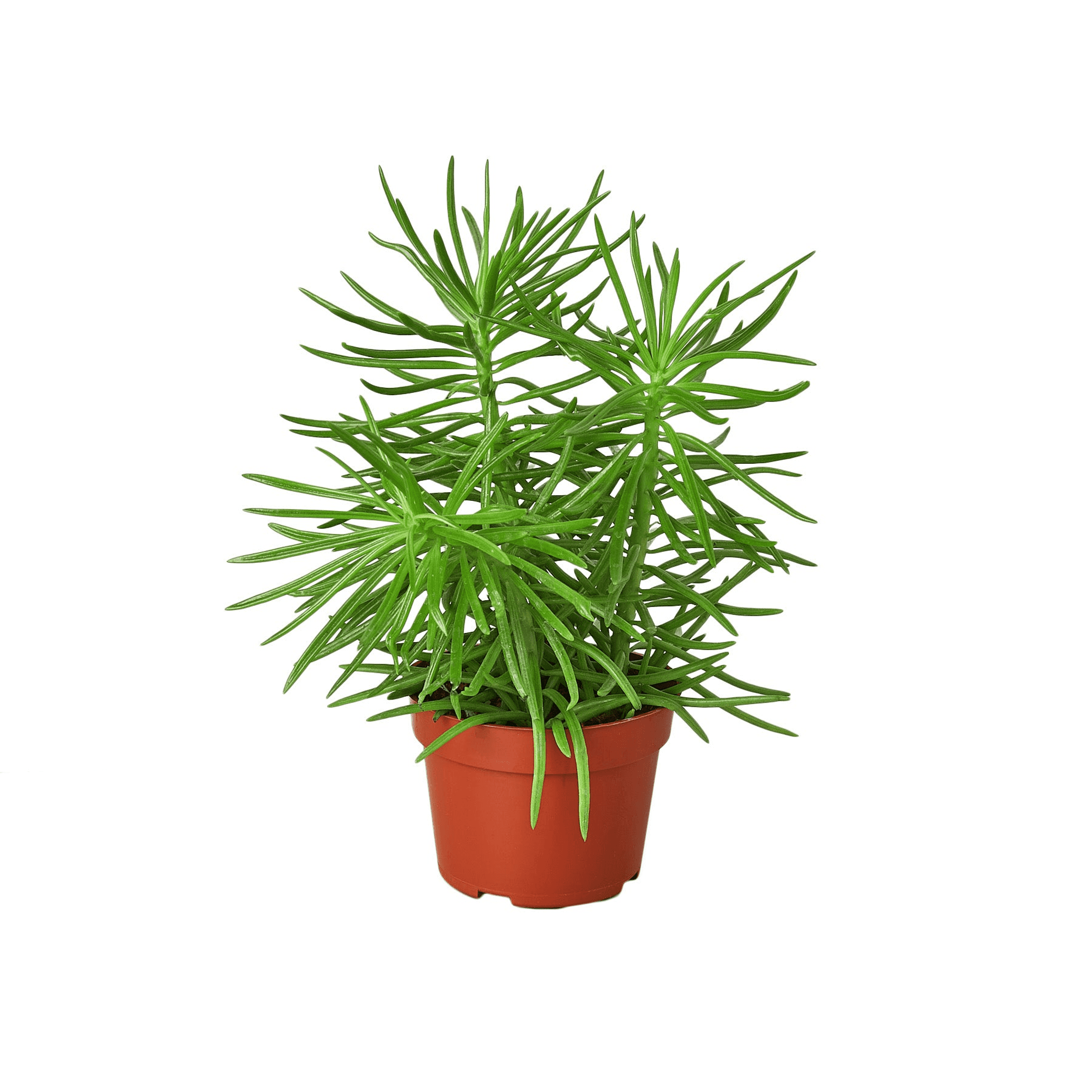 Potted succulent with spiky green stems in a terracotta-orange plastic pot