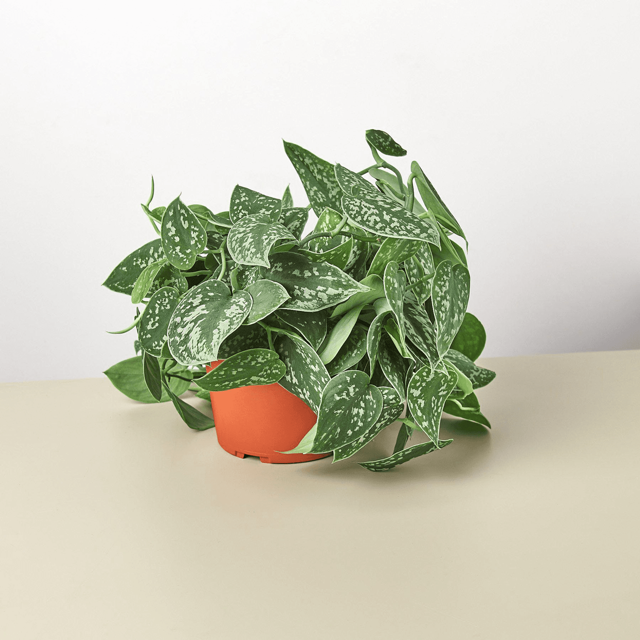 Pothos plant in orange pot with dark green speckled leaves