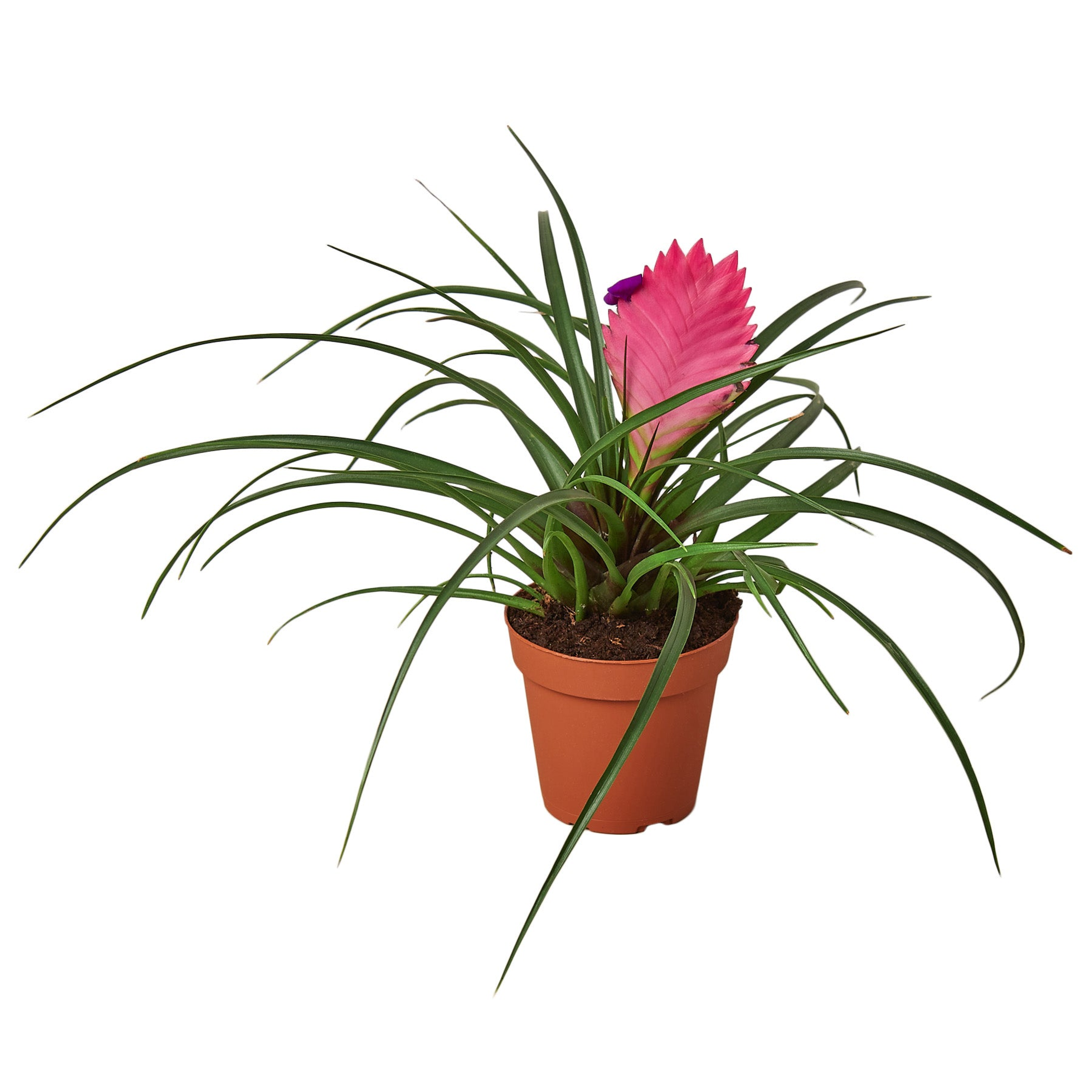 Bromeliad Cyanea 'Pink Quill' - Garden