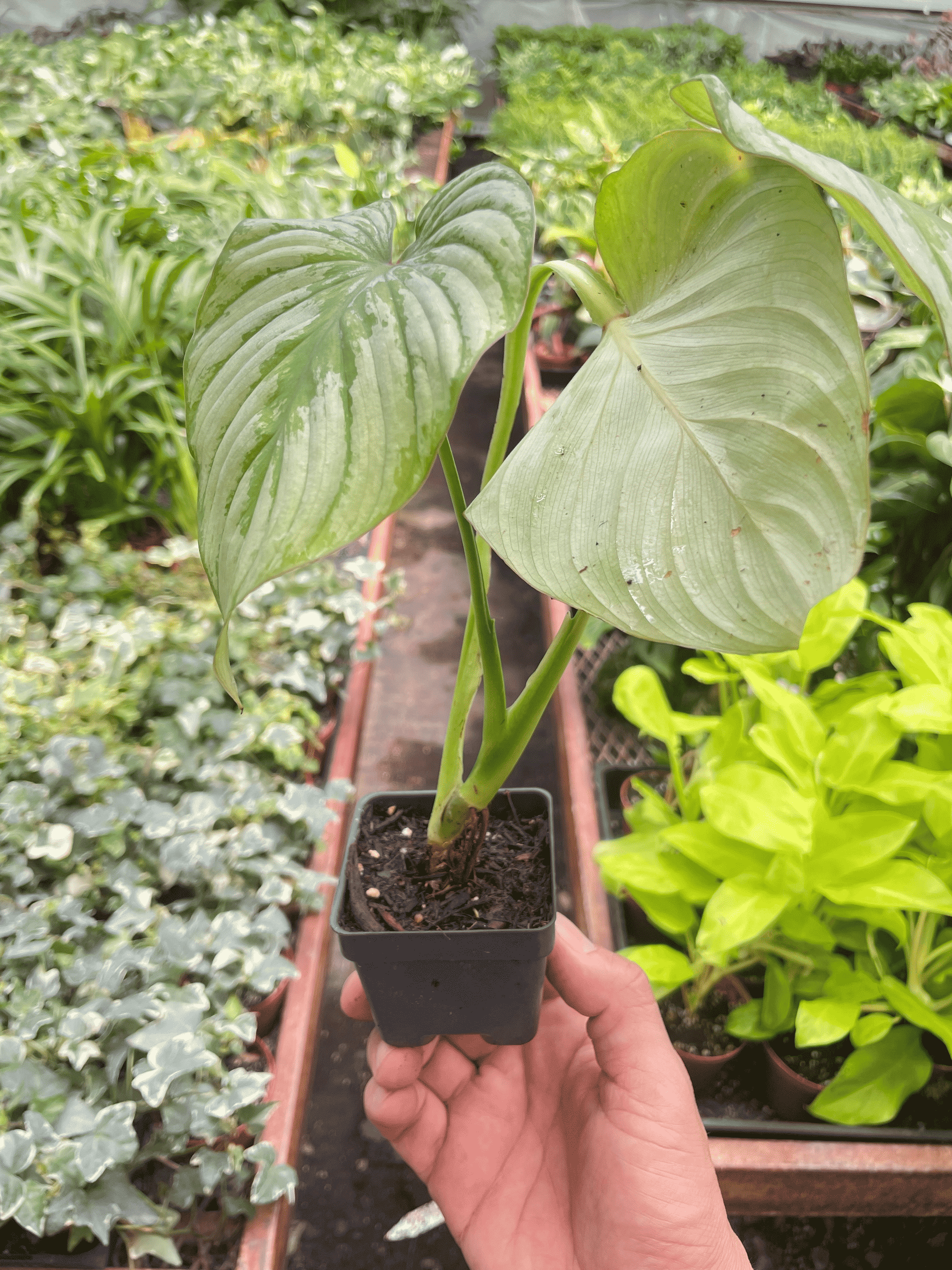 Philodendron 'Mamei' in small black pot, two large variegated green leaves held up