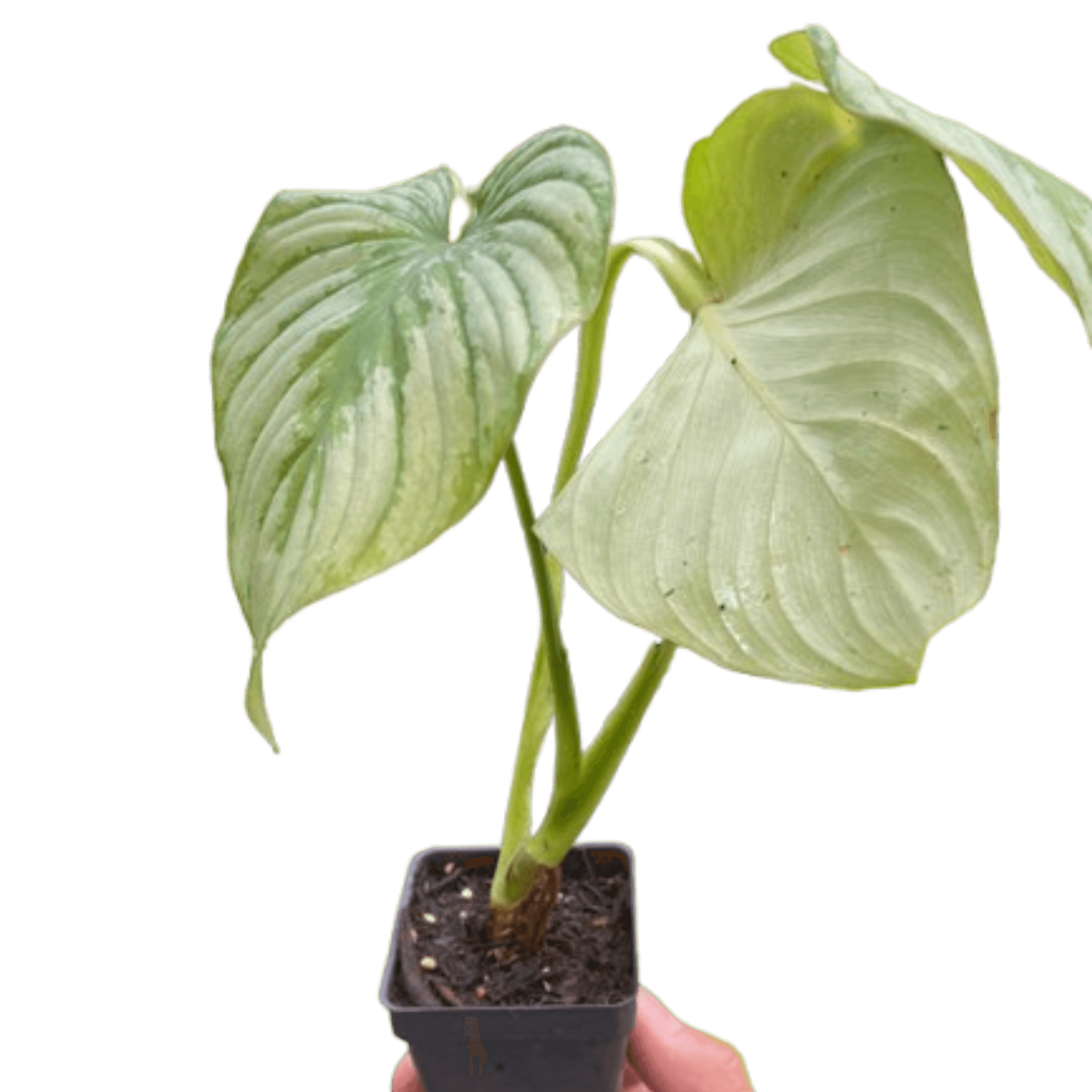 Philodendron 'Mamei' potted plant with two heart-shaped variegated green leaves