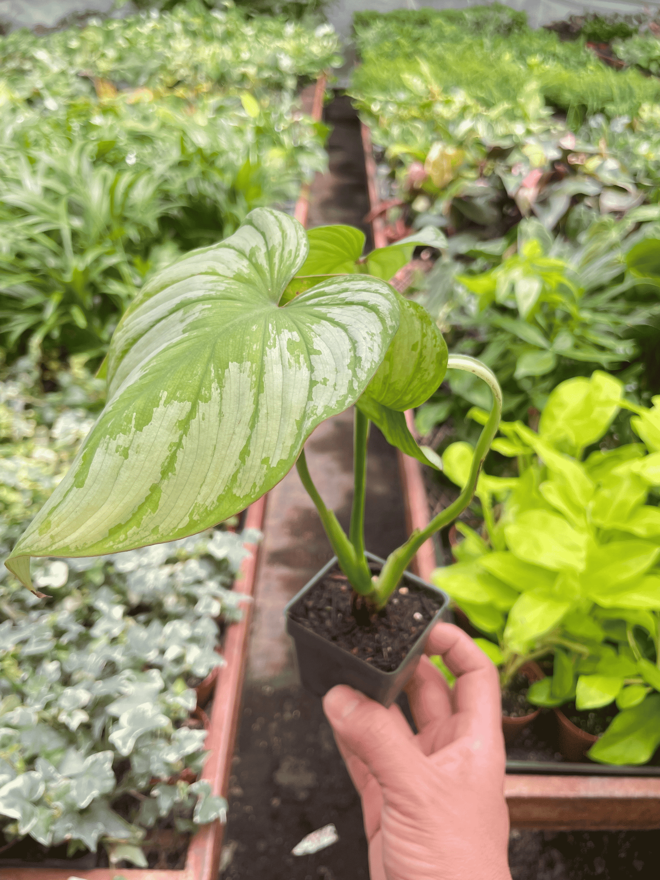 Philodendron 'Mamei' in small black pot, broad variegated green leaves held in hand