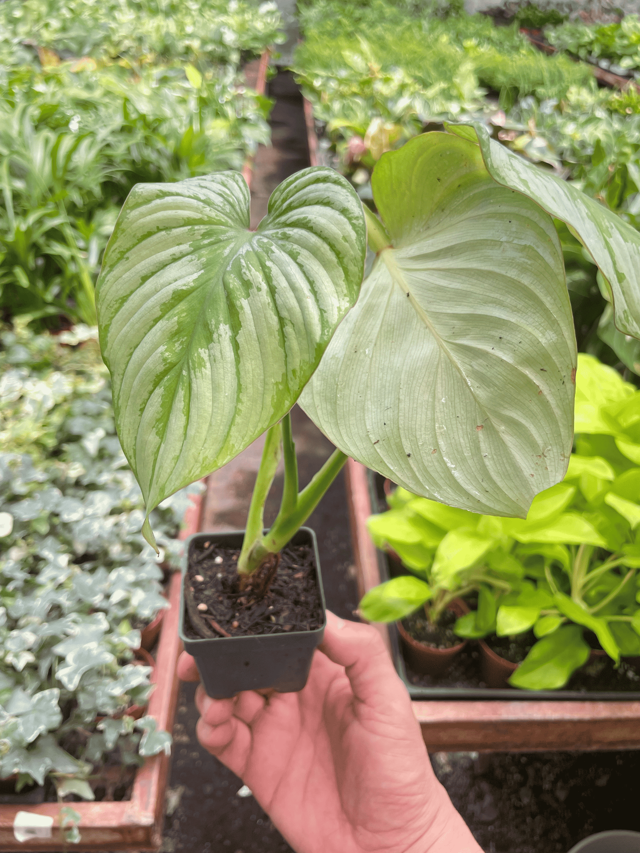 Philodendron 'Mamei' in black nursery pot with three-lobed variegated green leaves