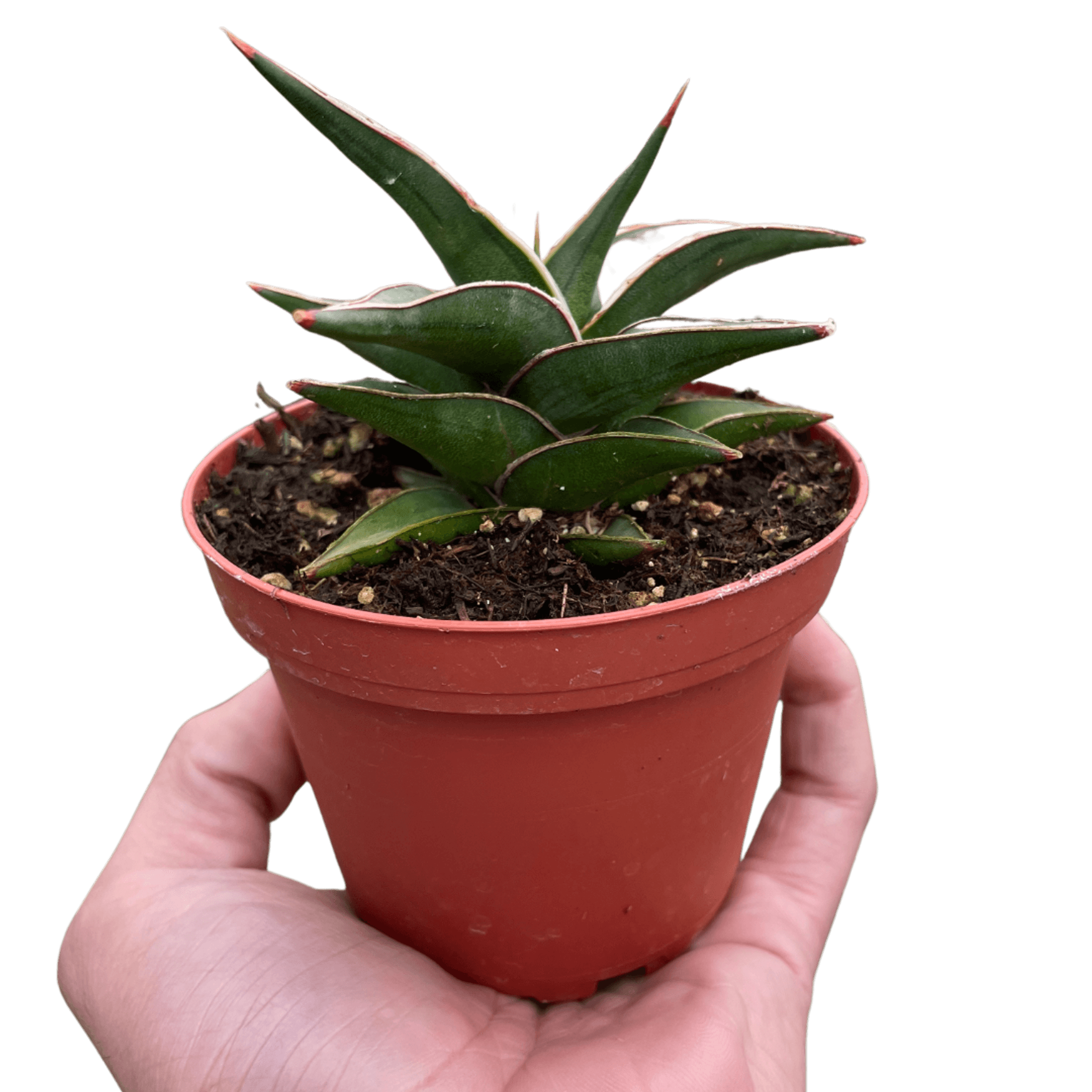 Snake plant succulent in terracotta pot, held in hand