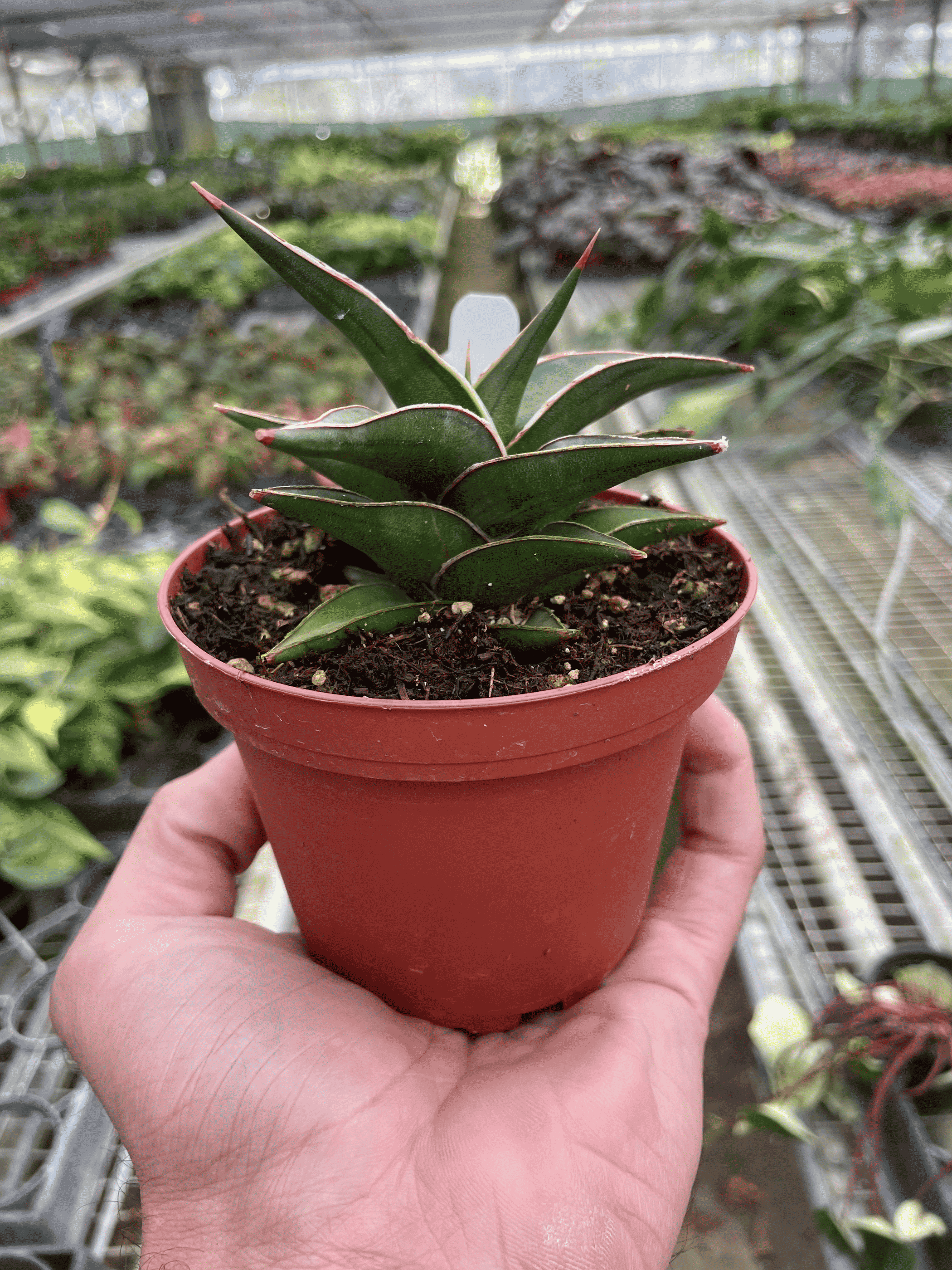 Snake plant succulent in terracotta pot, held by hand