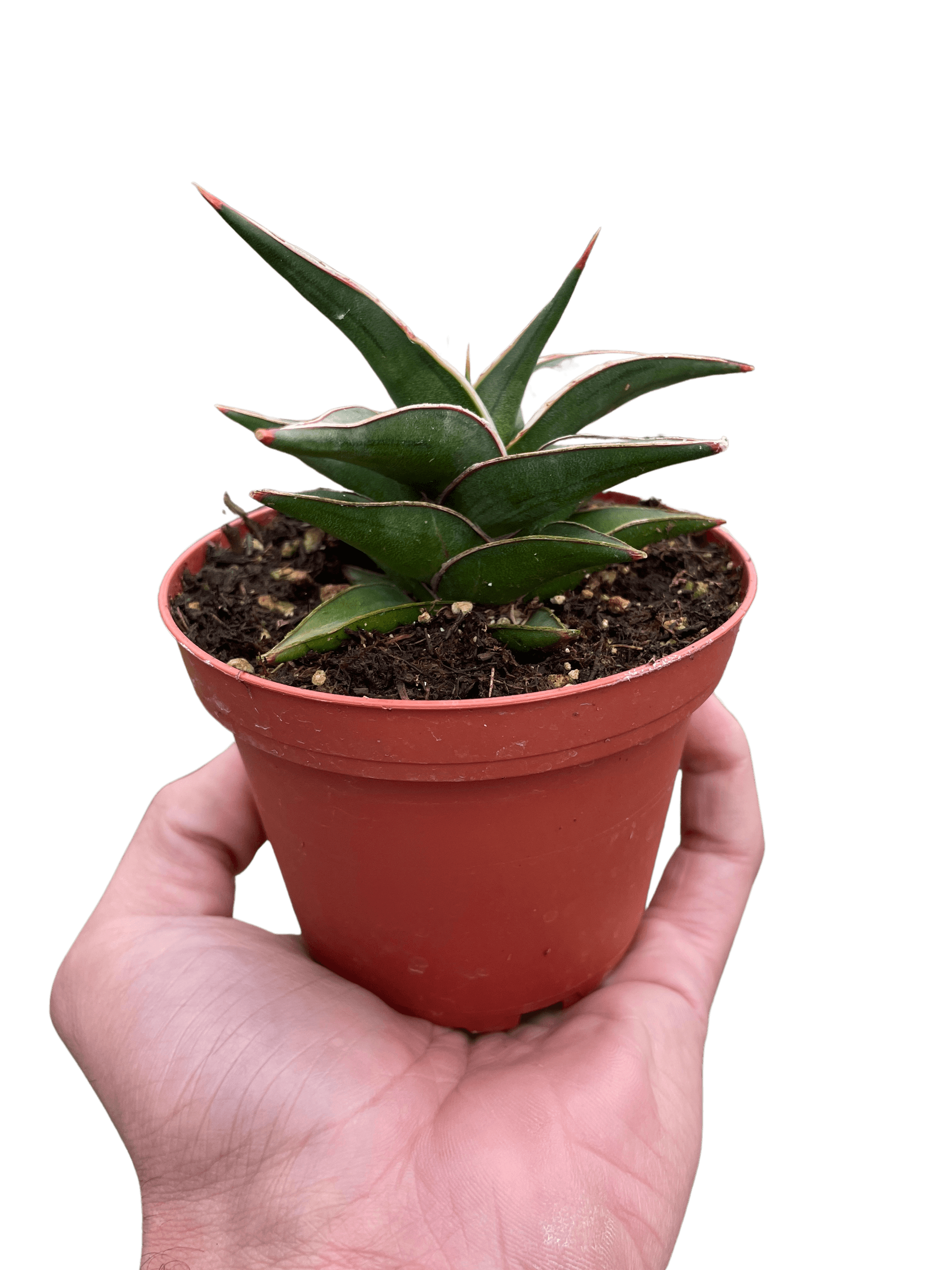 Snake plant succulent in terracotta pot, close view held in hand