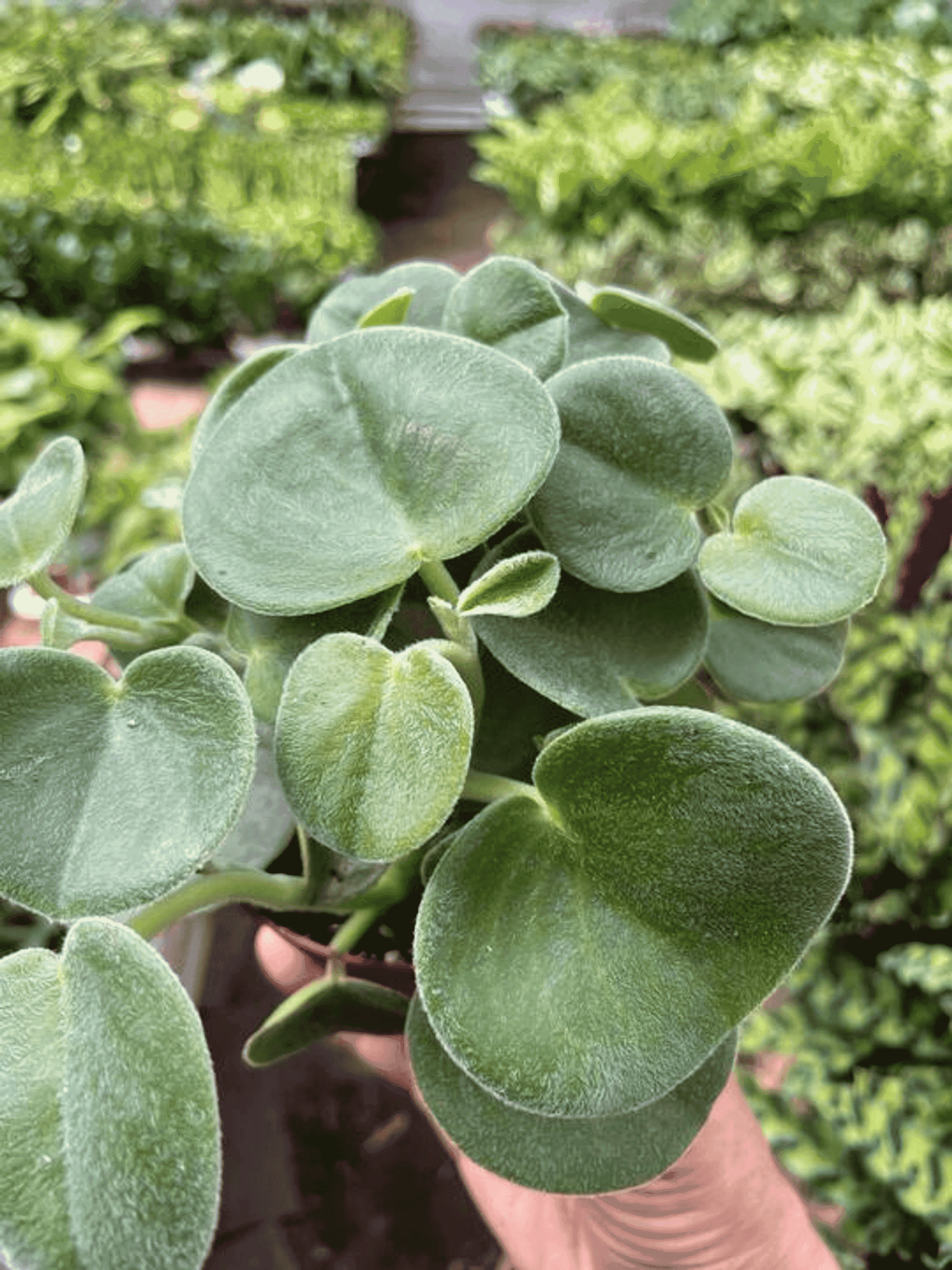 Felted peperomia plant with fuzzy, heart-shaped green leaves in a small terracotta pot