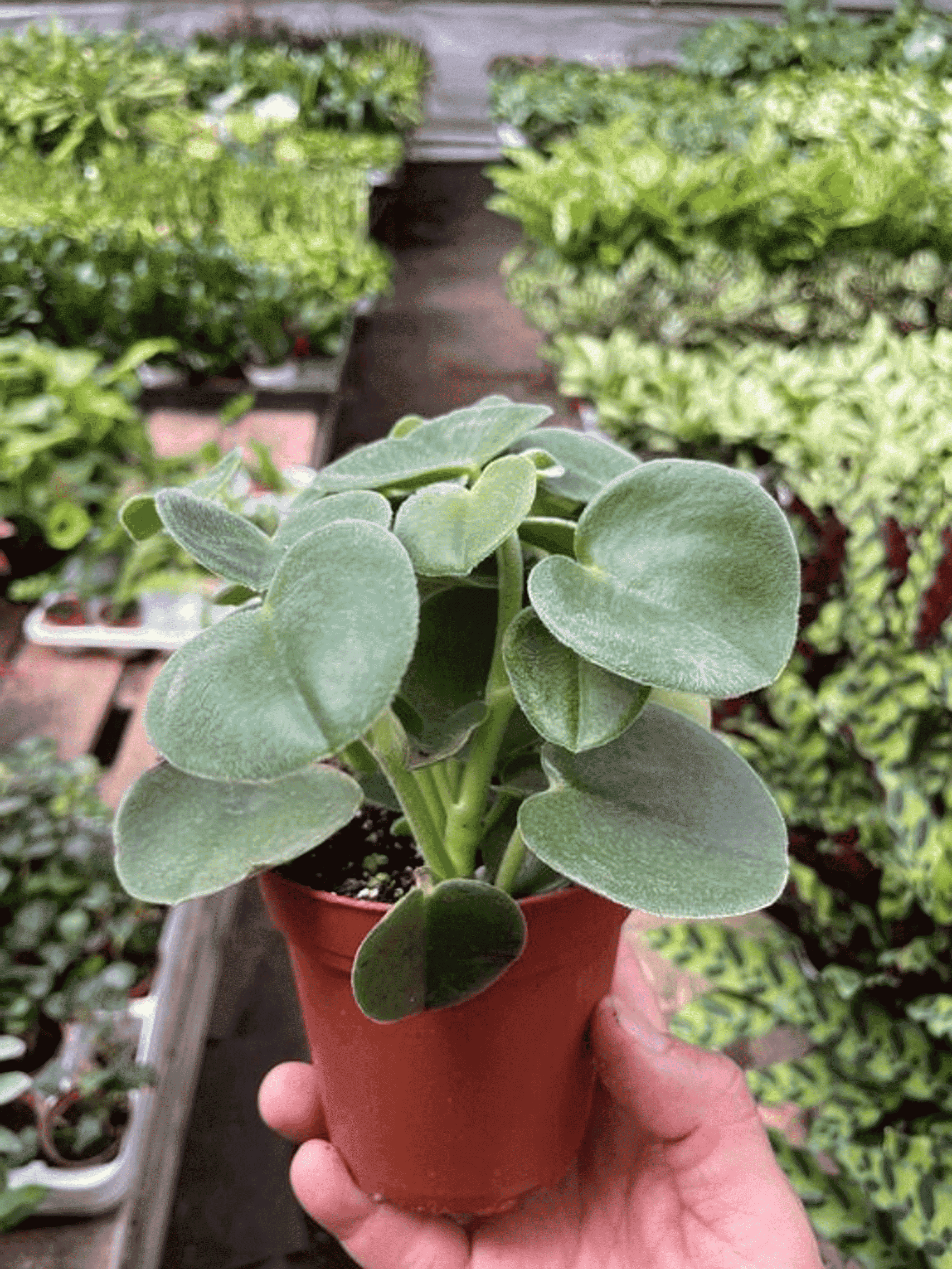 Felted peperomia plant in terracotta pot with velvety oval leaves; held by hand
