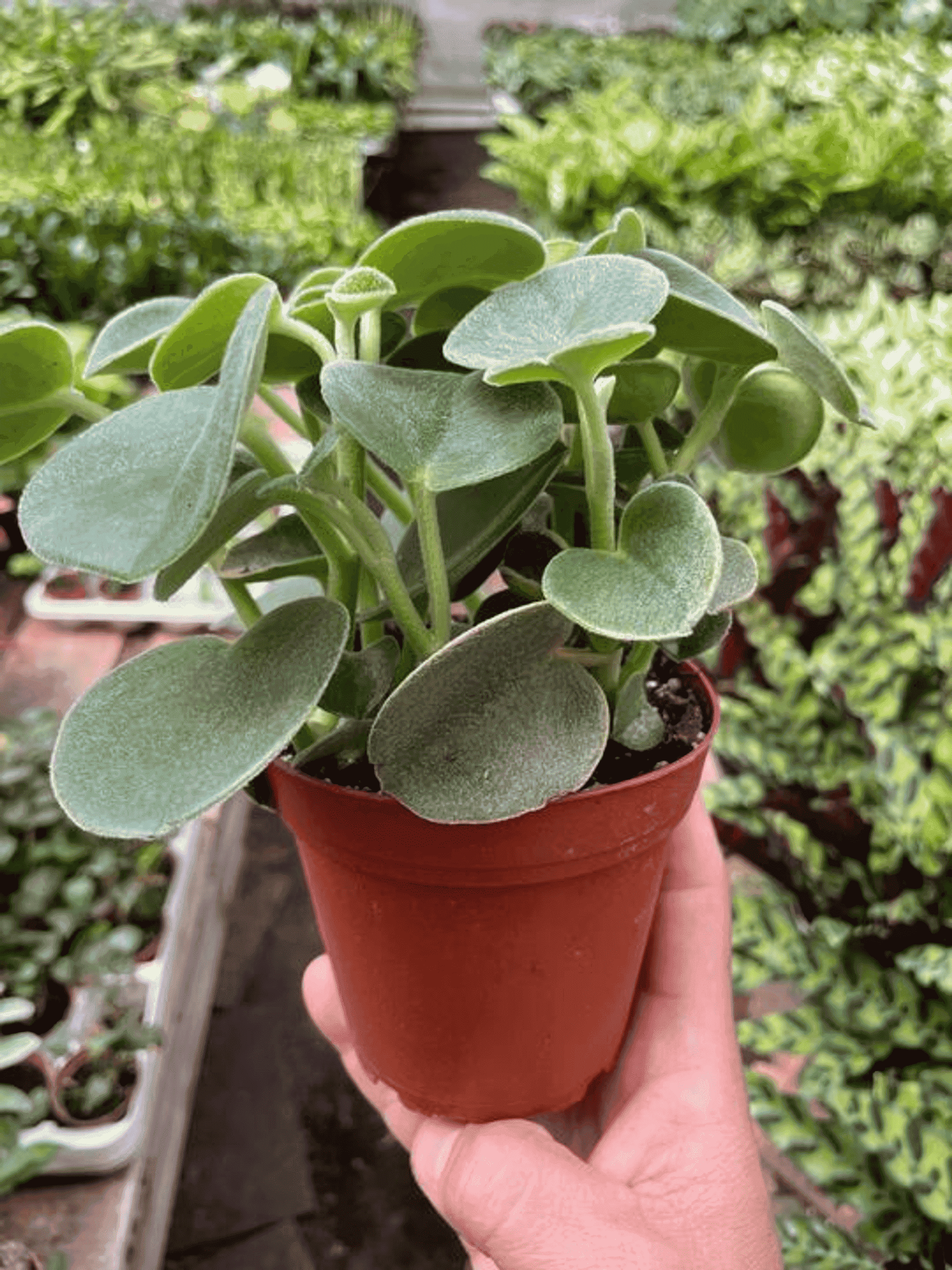 Felted peperomia plant in terracotta pot with dense rosette of fuzzy leaves