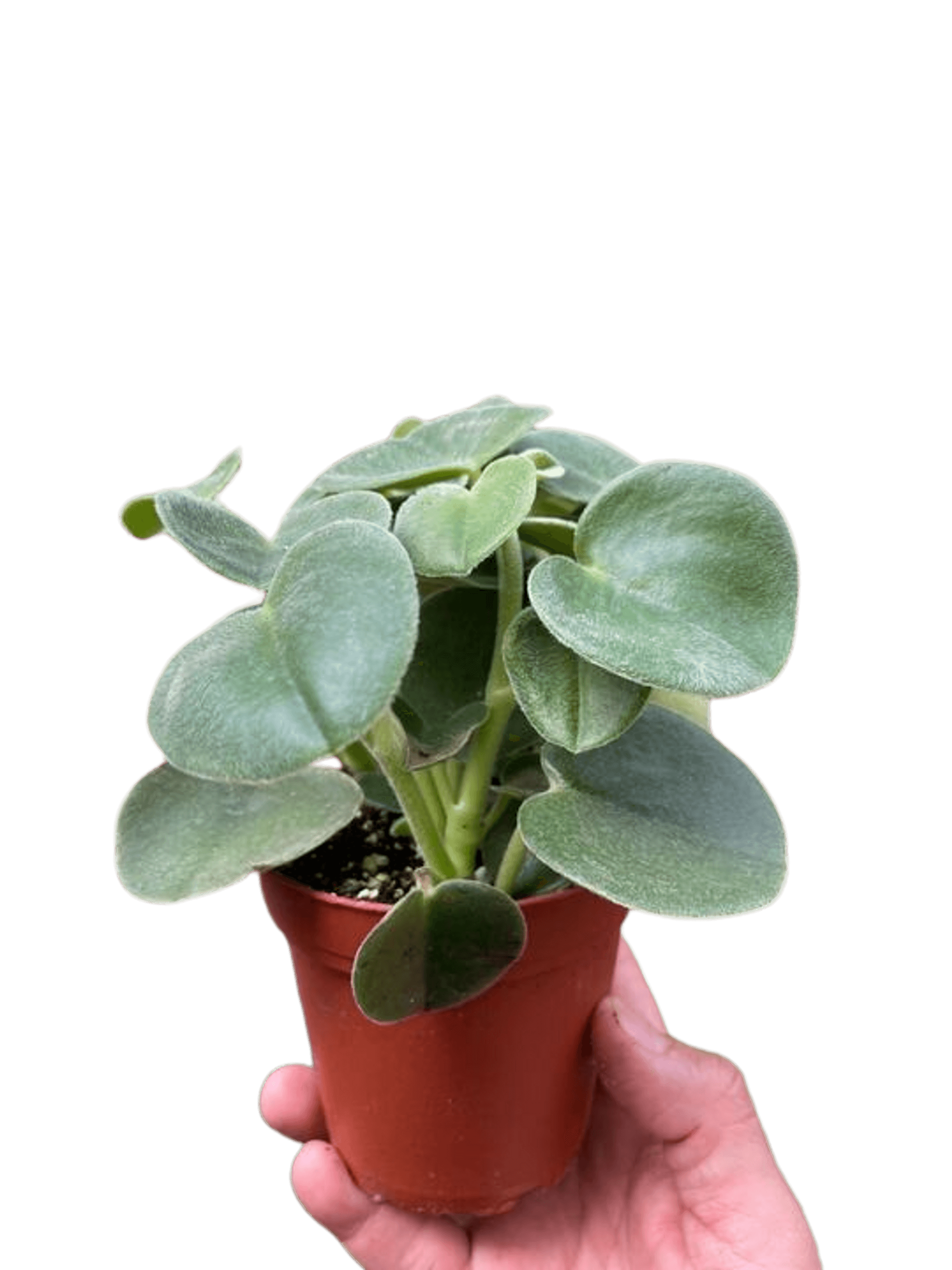 Felted peperomia plant with thick fuzzy leaves in terracotta pot, hand holding