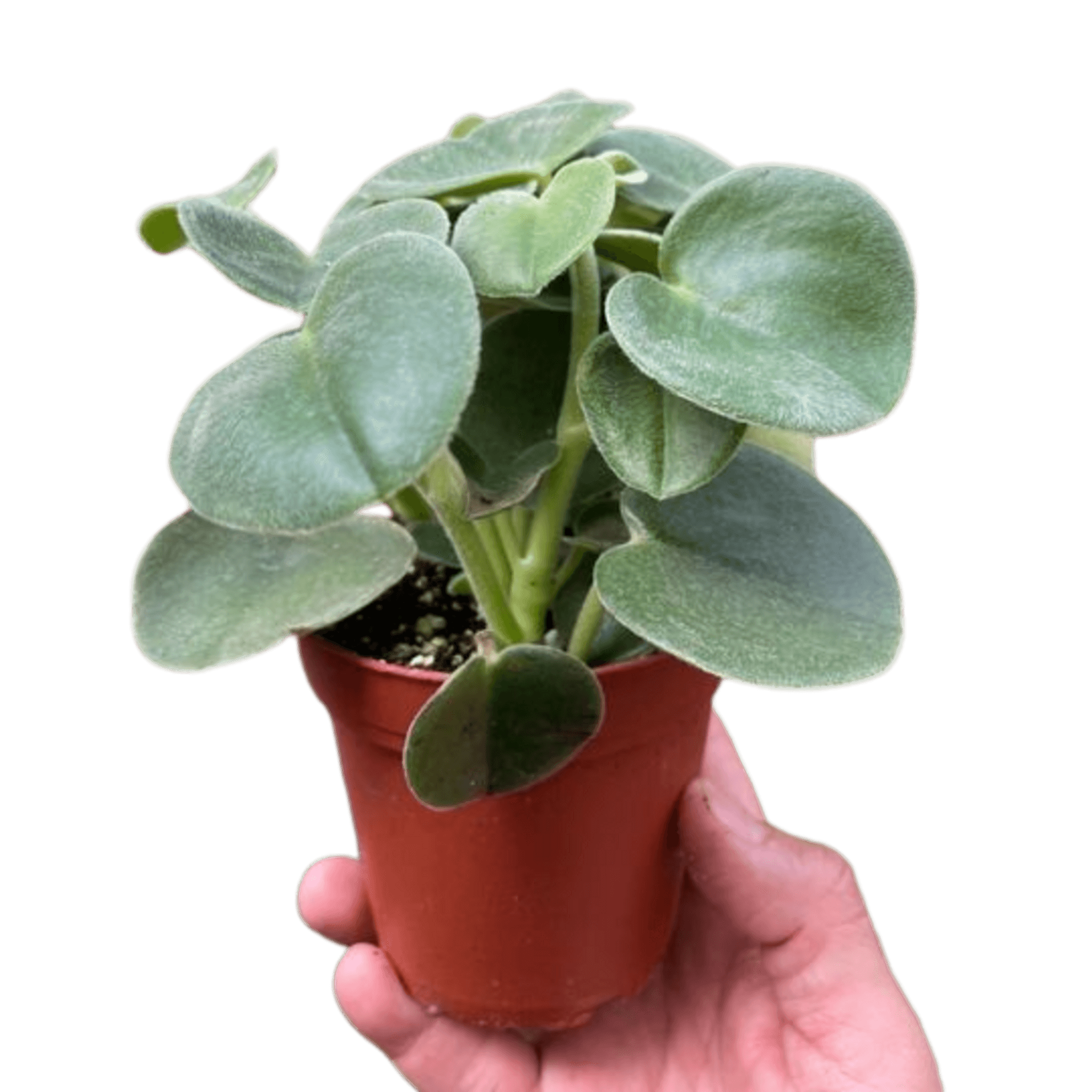 Felted peperomia in terracotta pot, fuzzy round heart-shaped leaves held in hand