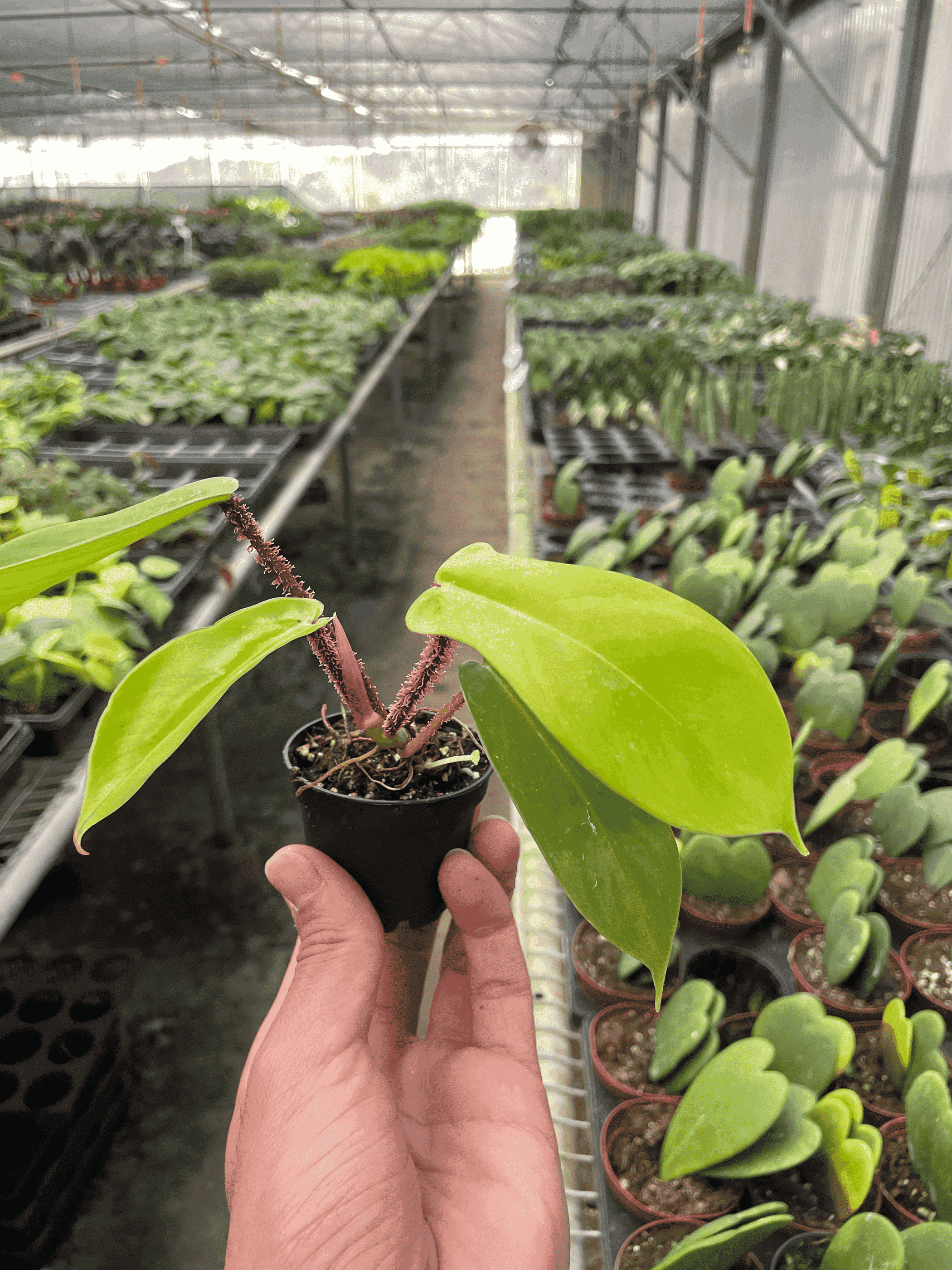 Philodendron 'Squamiferum' plant in black nursery pot, red stem and bright green leaves