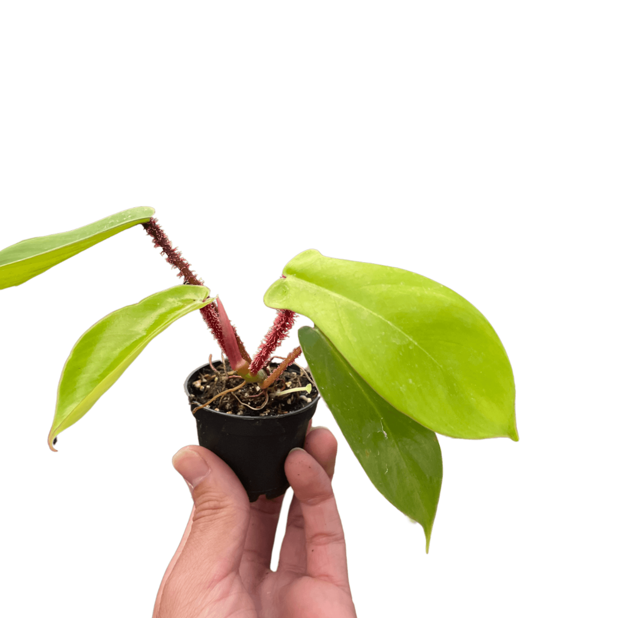 Philodendron 'Squamiferum' in black pot, red vine with large glossy green leaves