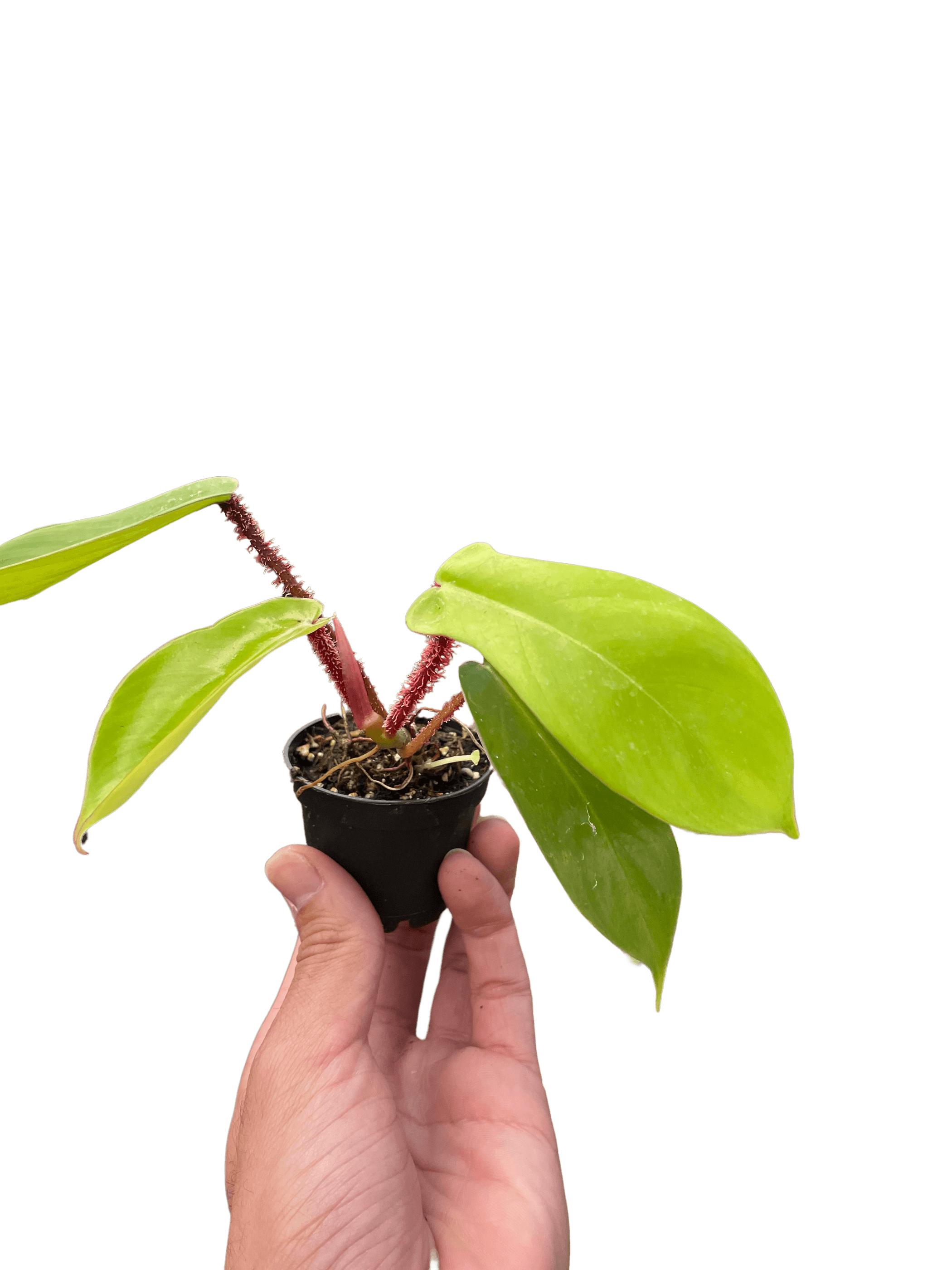 Philodendron 'Squamiferum' potted plant with red stems and bright green leaves