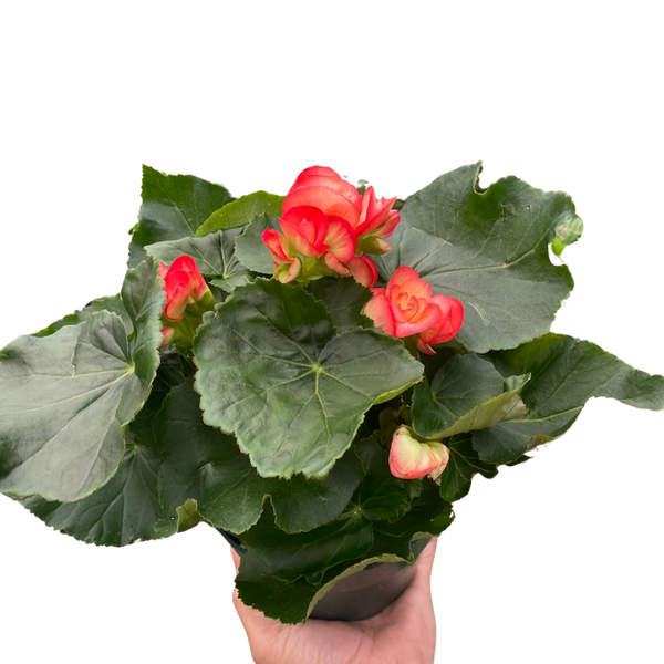 Begonia 'Reiger' plant with red and pink double flowers and large green leaves
